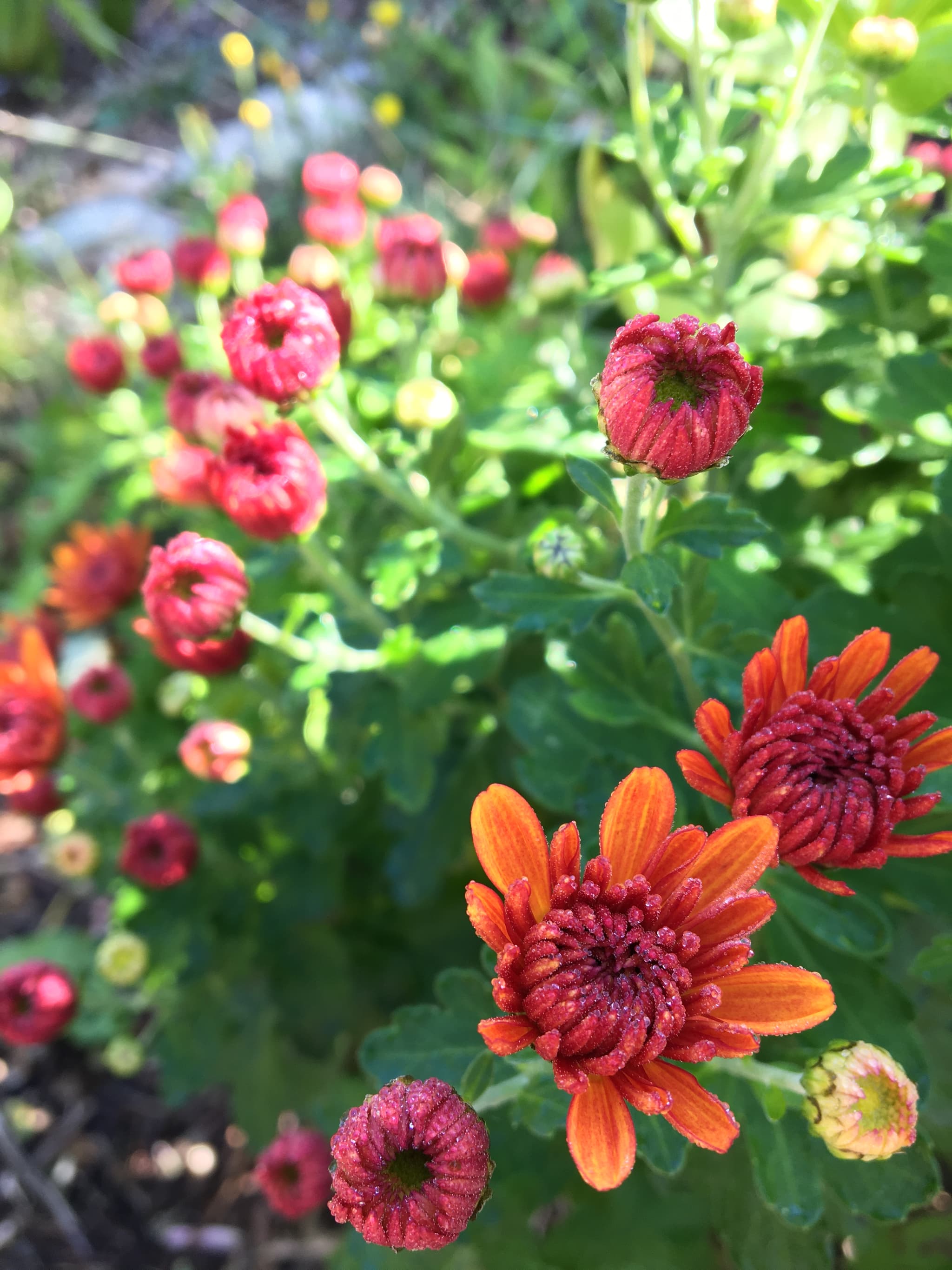 red chrisanthemums of my garden