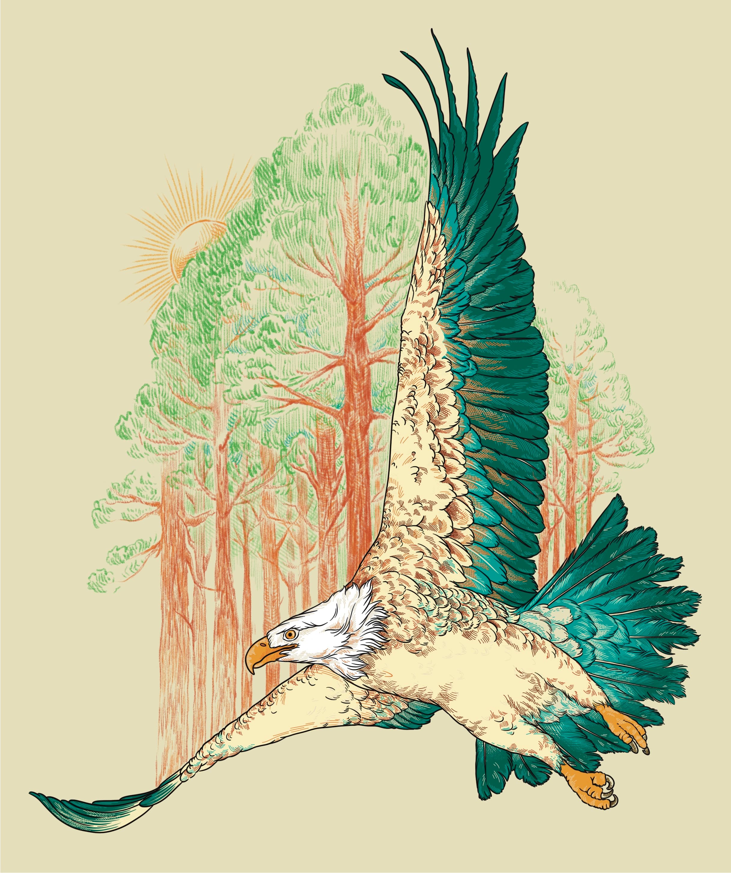 Coloured fine line illustration of an eagle with wide wingspan flying over a dense green forest canopy.