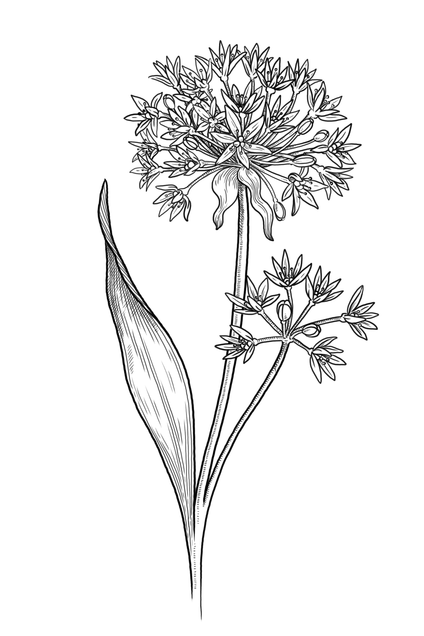 Detailed botanical drawing of a wild garlic plant with white star-shaped flower clusters and long green leaves.