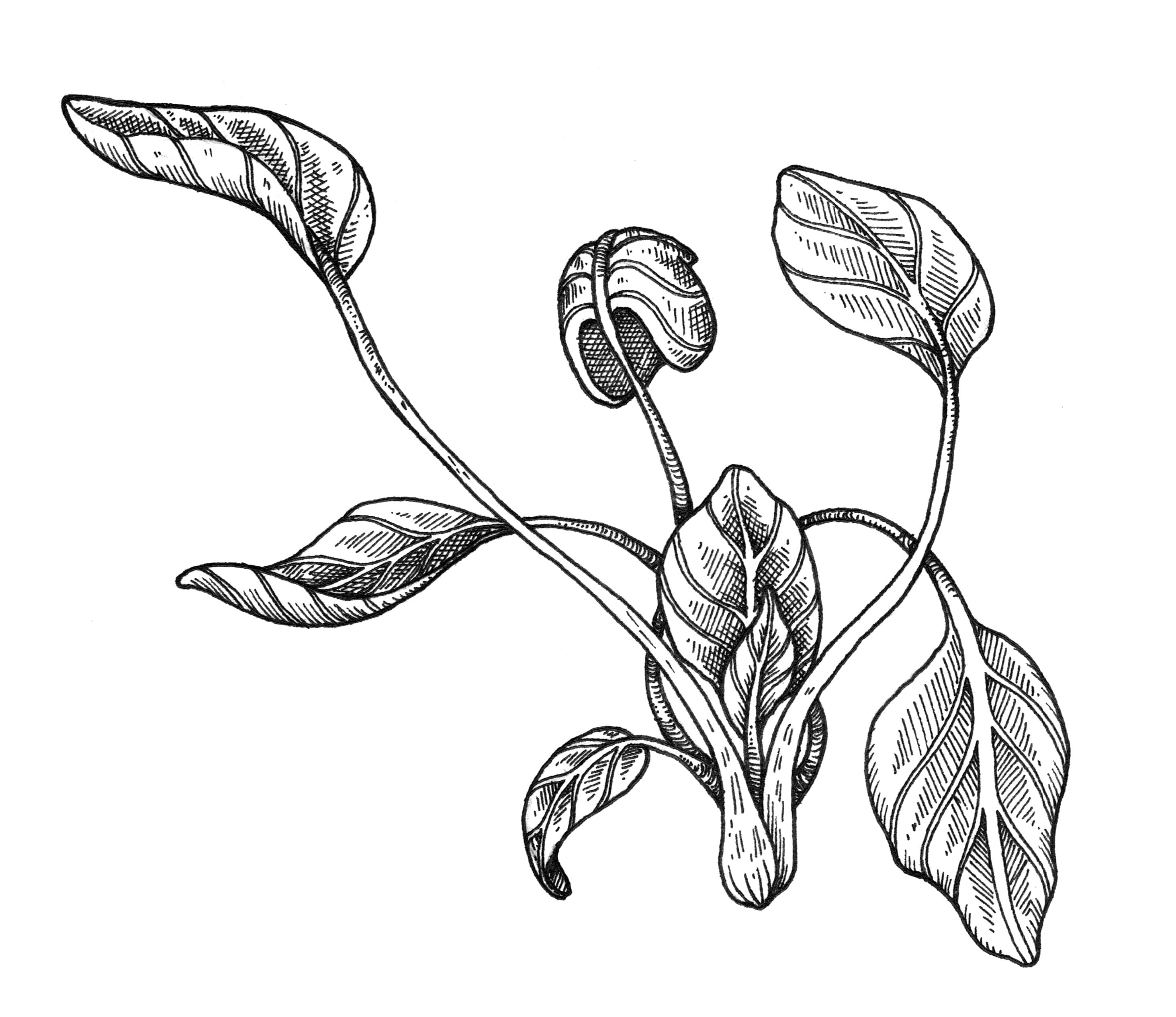 Botanical drawing of several baby spinach leaves showing their soft rounded shapes and delicate vein patterns.