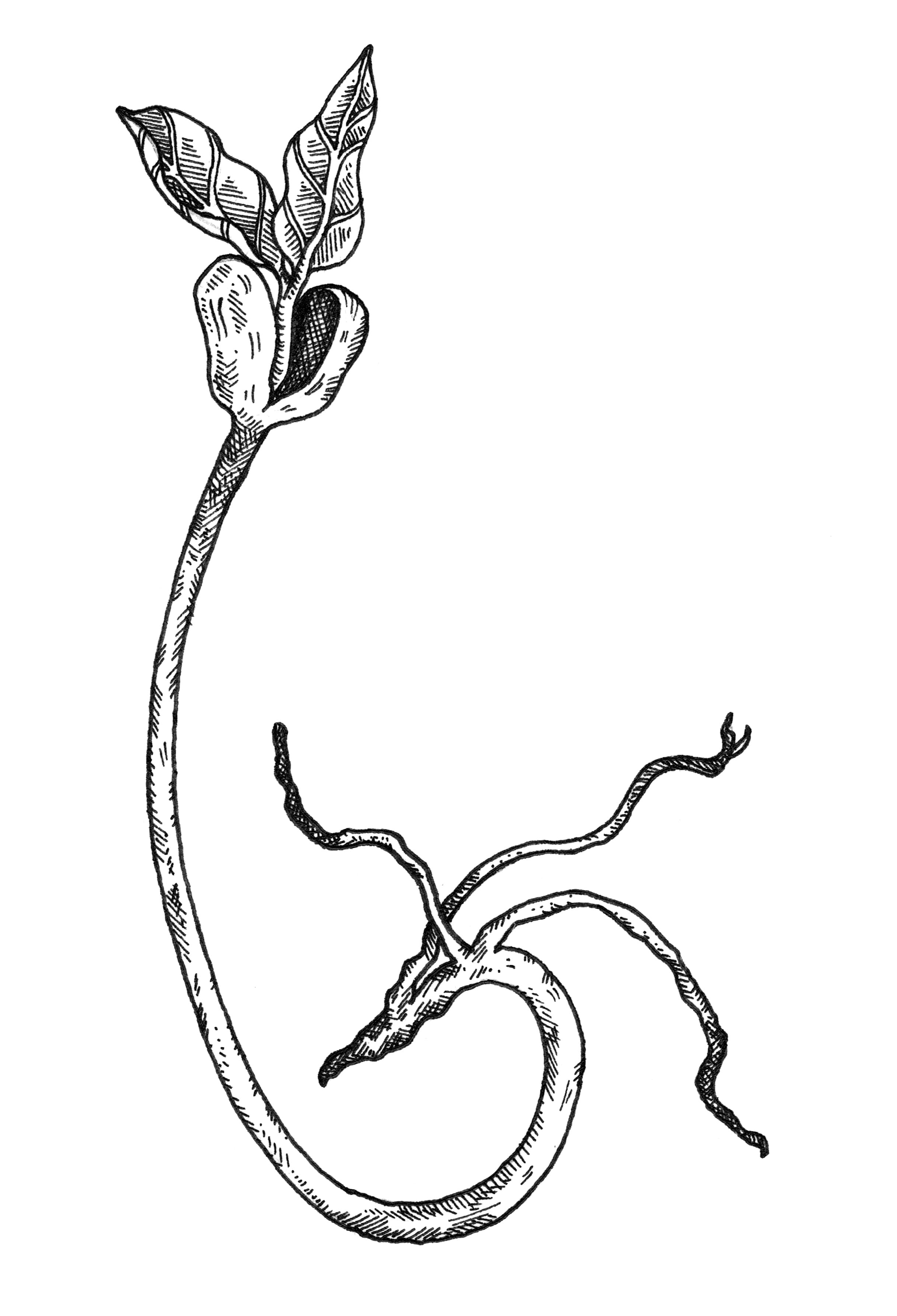 Fine line botanical drawing of bean sprouts with thin curling tendrils and small emerging leaves on stems.