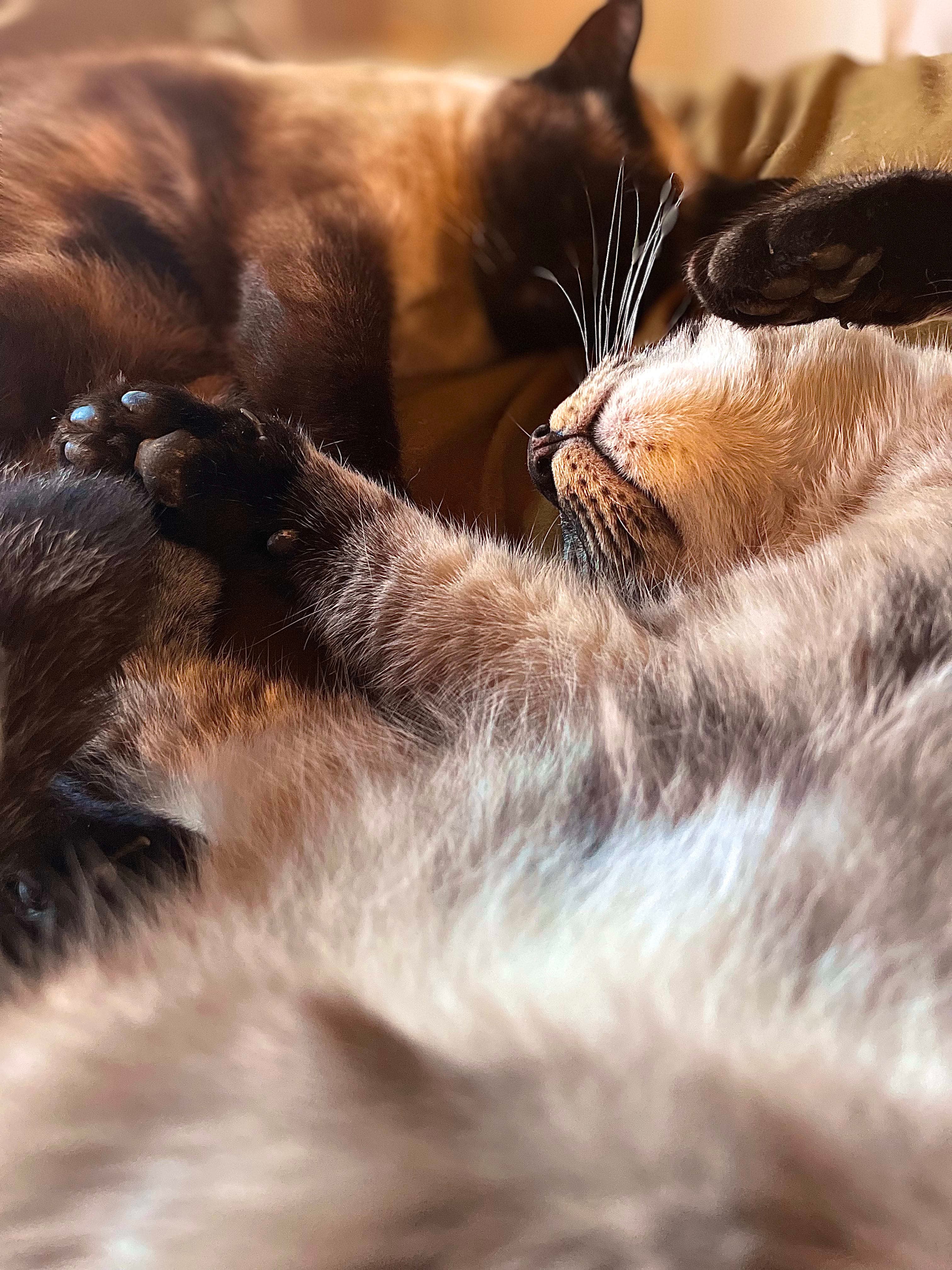 Illustration of two cats nestled together in ornamental fine-line style