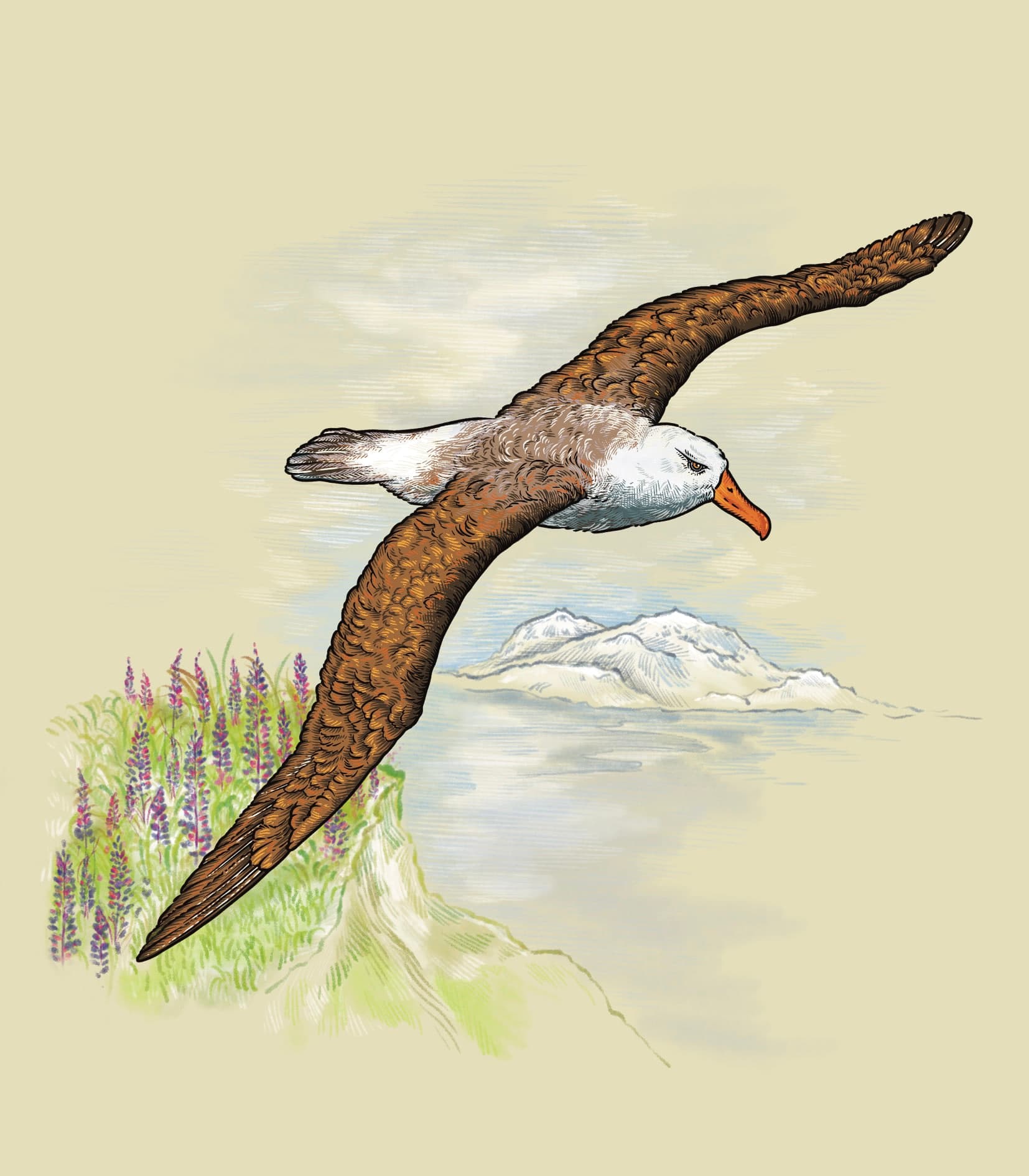 Coloured fine line illustration of a large albatross soaring with fully outstretched wings against a light background.
