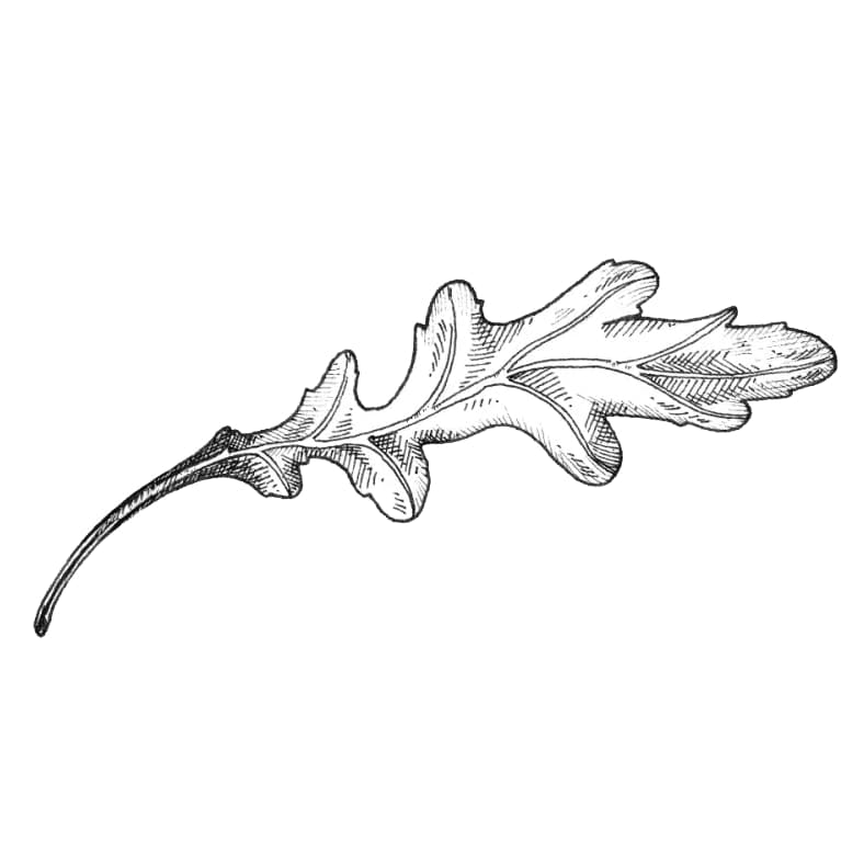 Botanical illustration of multiple overlapping arugula leaves creating a dense, layered plant composition in line art.