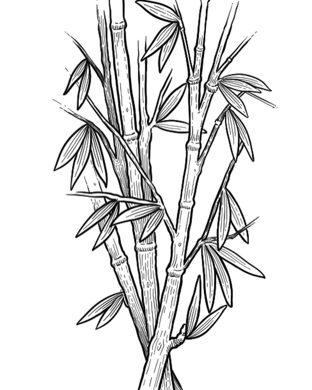 Detailed botanical illustration of green bamboo stalks with thin, elegant leaves branching outward in colour.