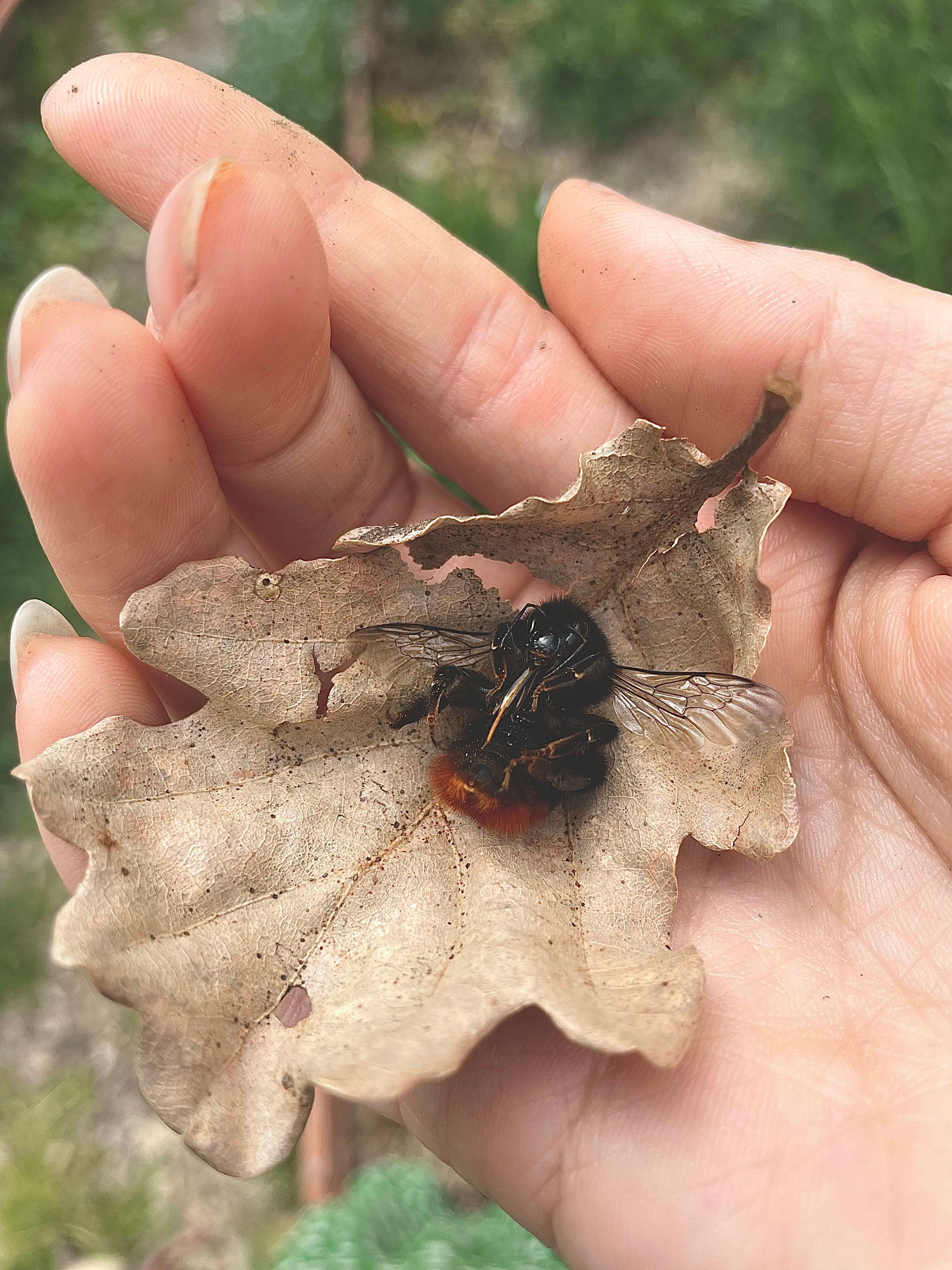 Hand holding a leaf with a detailed bumblebee in etching-style illustration