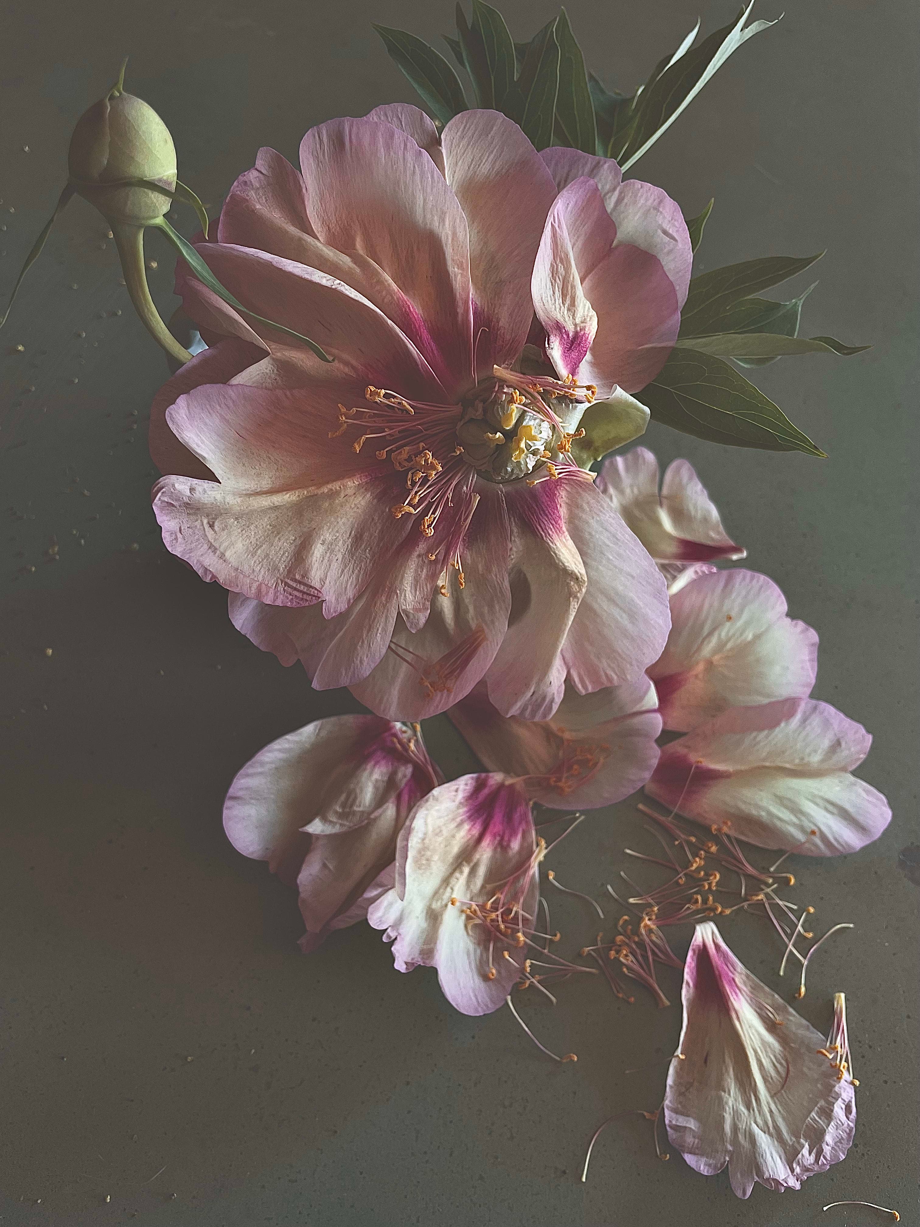 Densely illustrated peonies in ornamental composition, like precious talismans