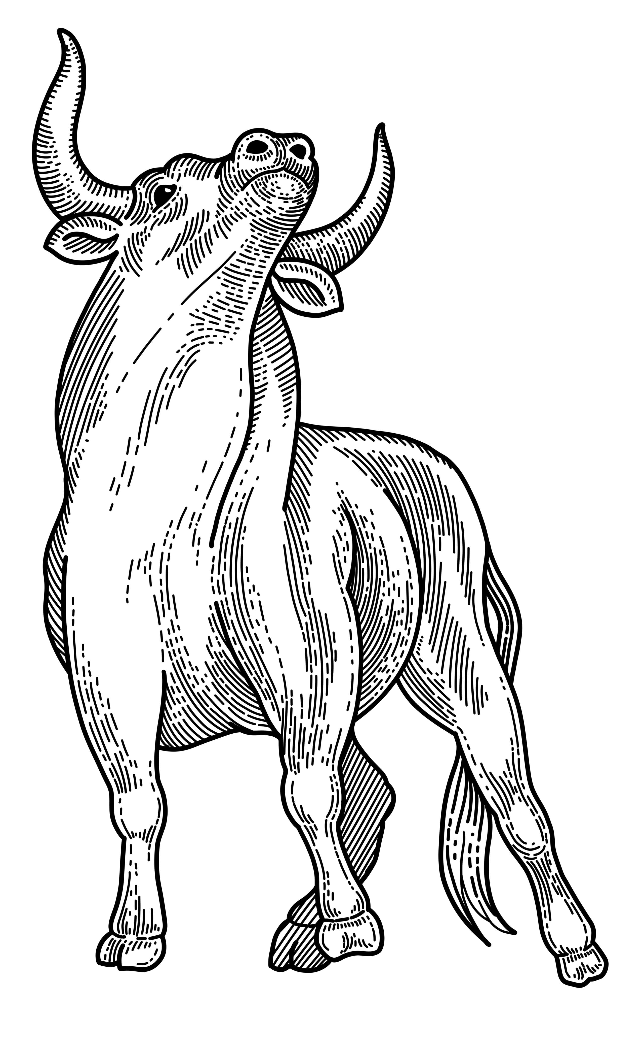 Detailed black and white fine line illustration of a bull standing in a sturdy frontal stance on white ground.