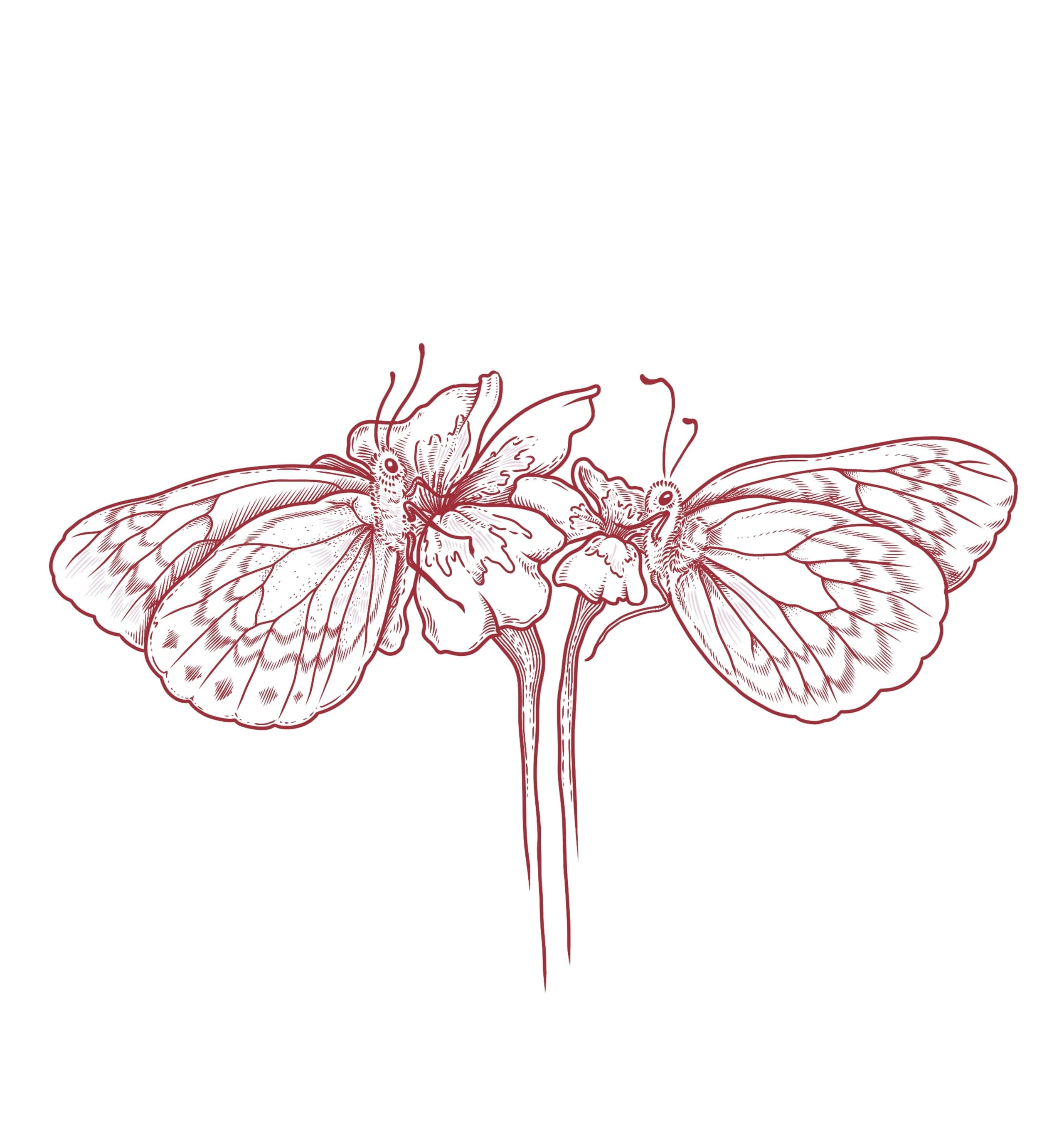 botanical illustration of a butterfly resting on a flower
