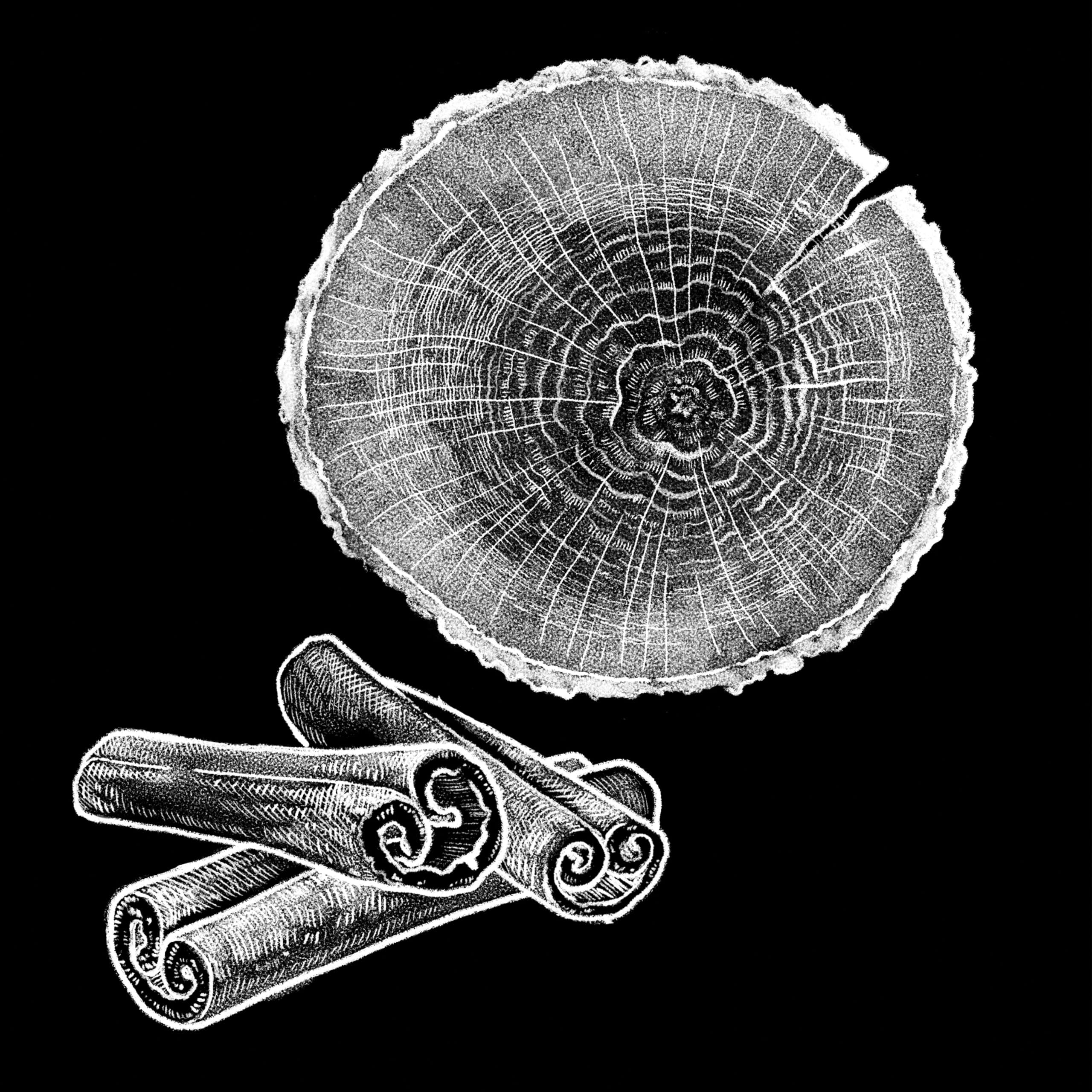 illustration of barrel stave and cinnamon detail for Jim Beam