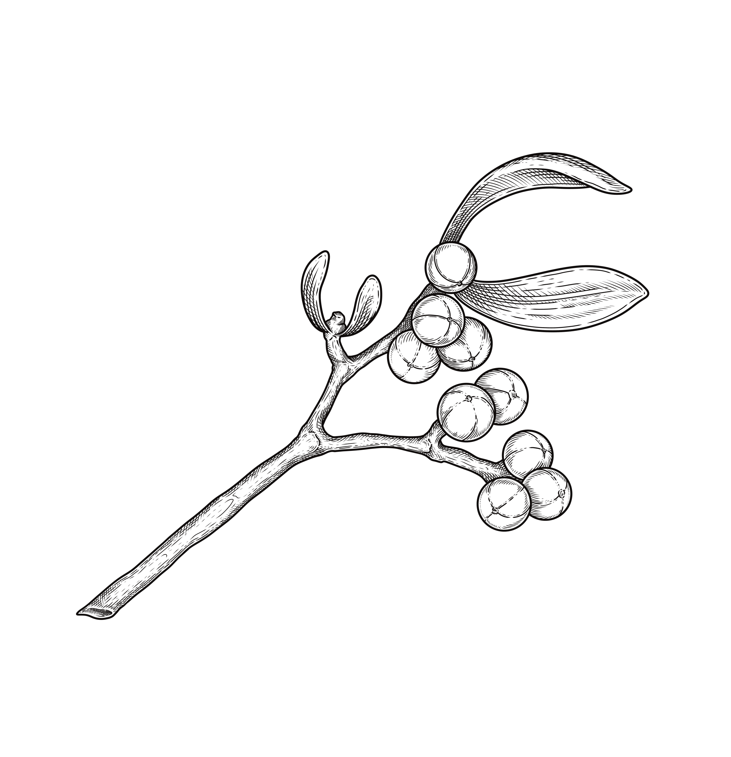 botanical illustration of a mistletoe branch with white berries