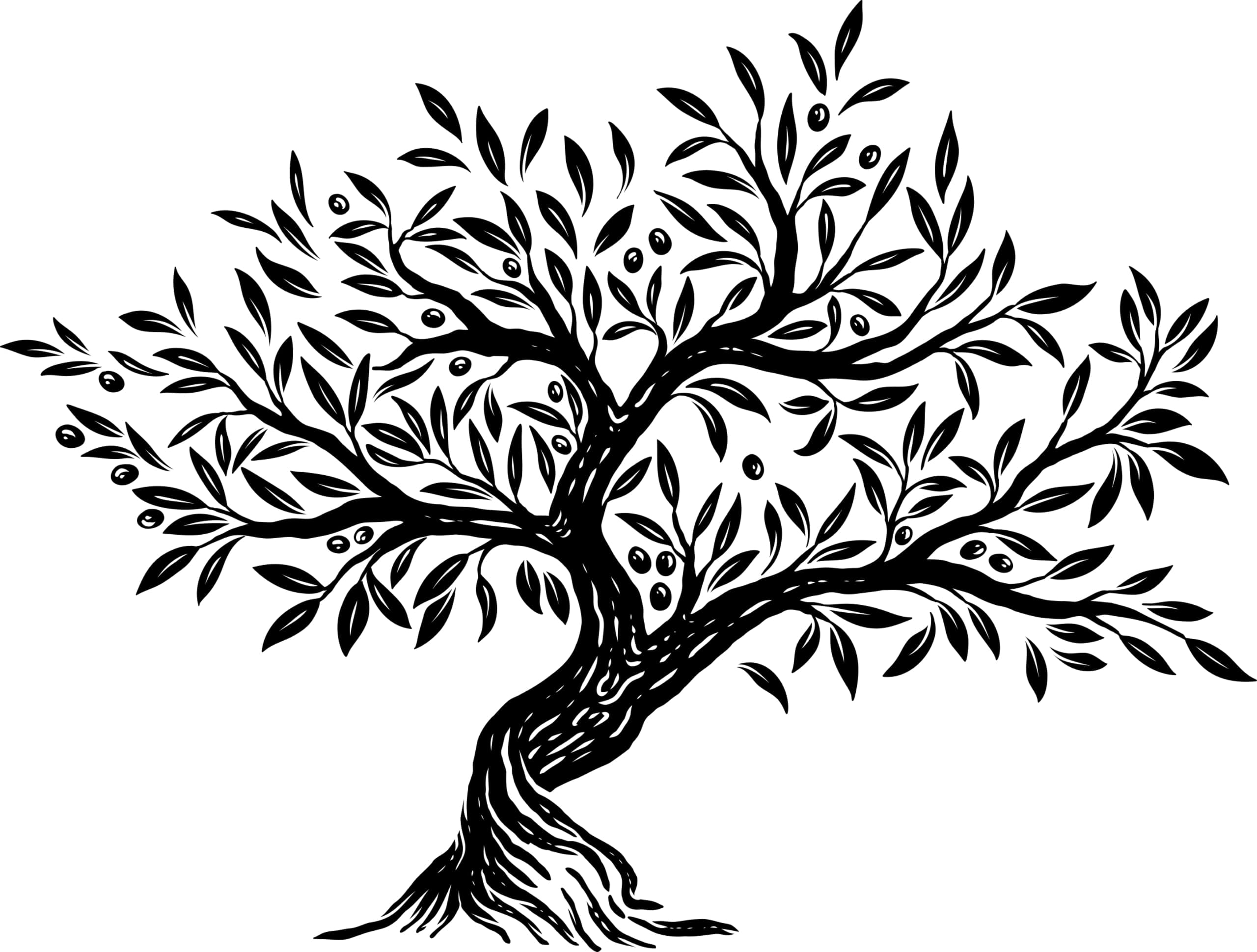 detailed botanical illustration of a full olive tree with leaves