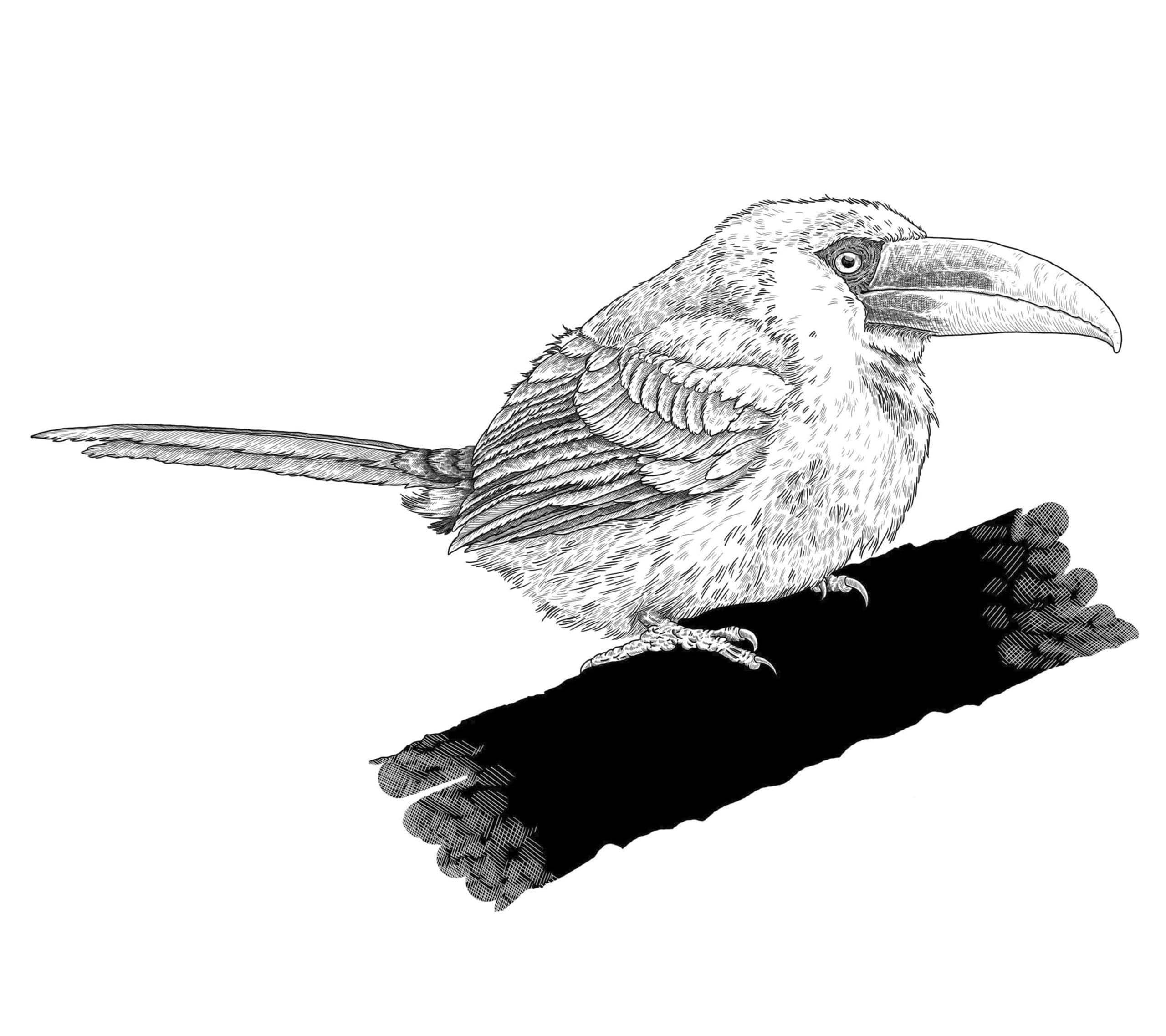 Detailed black and white line drawing of an aracari bird perched on a thin tree branch with visible feather detail.