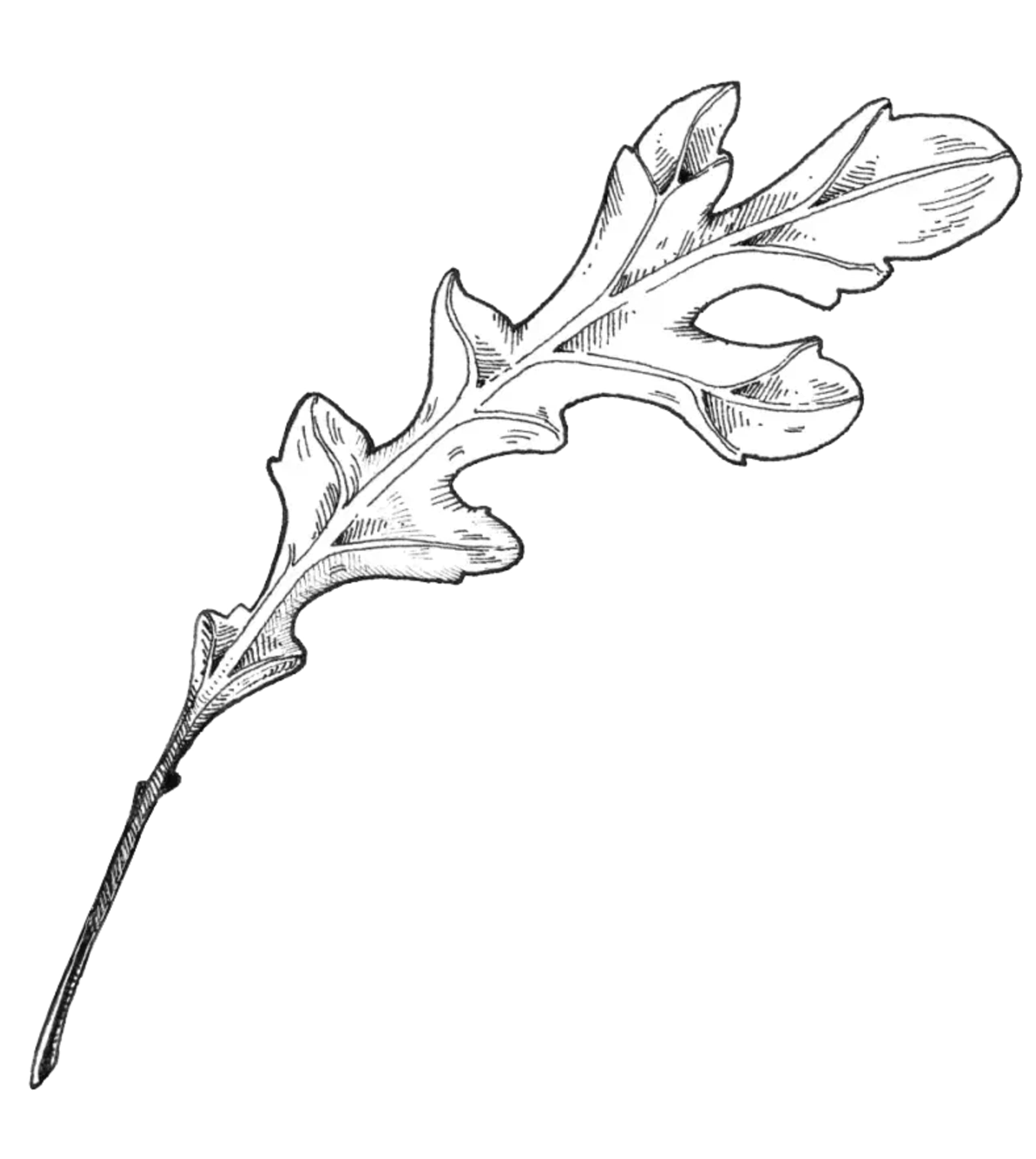 Precise botanical line drawing of a single elongated arugula leaf showing its natural veins and curved edges.