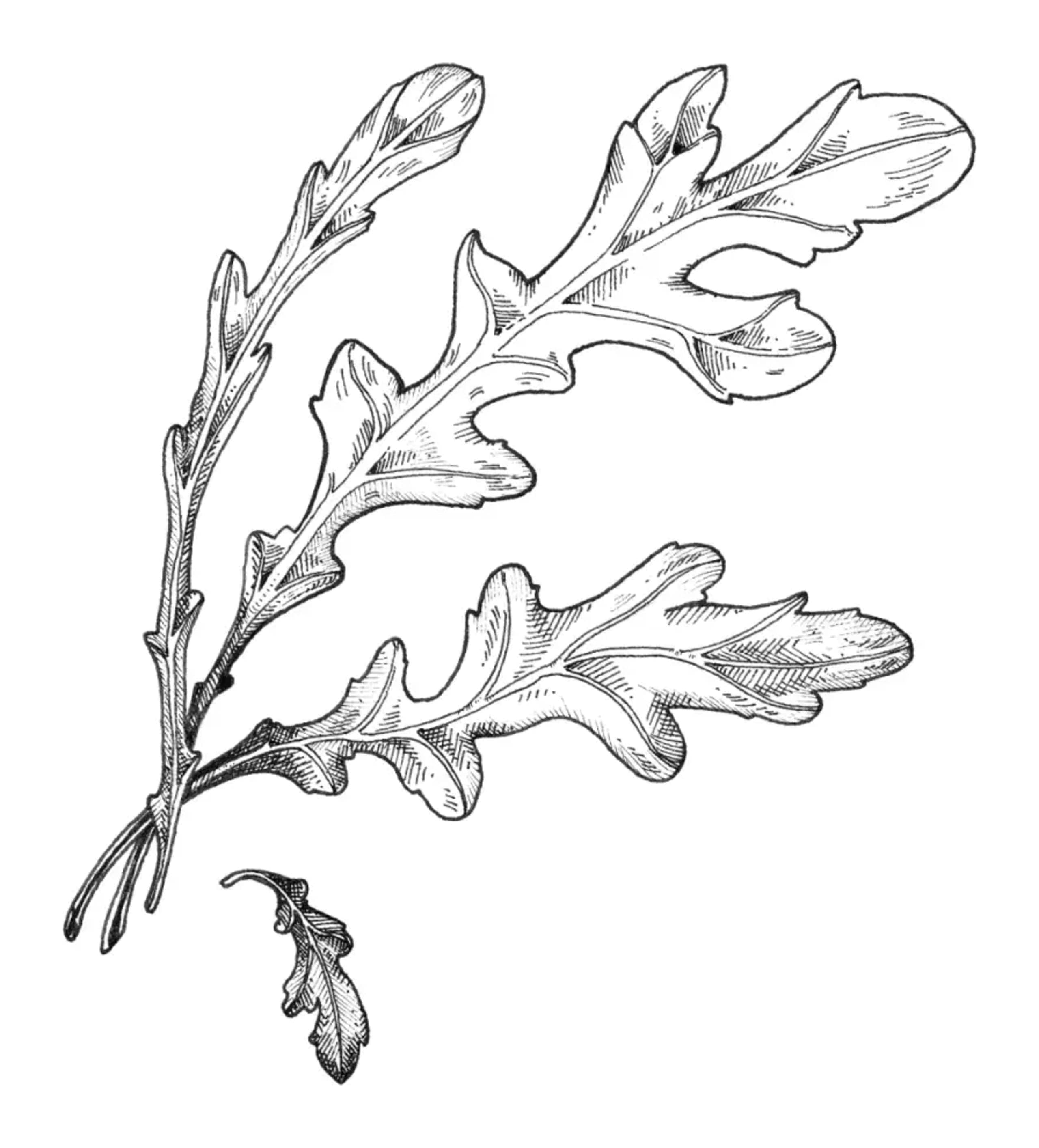 Botanical illustration of multiple overlapping arugula leaves creating a dense, layered plant composition in line art.