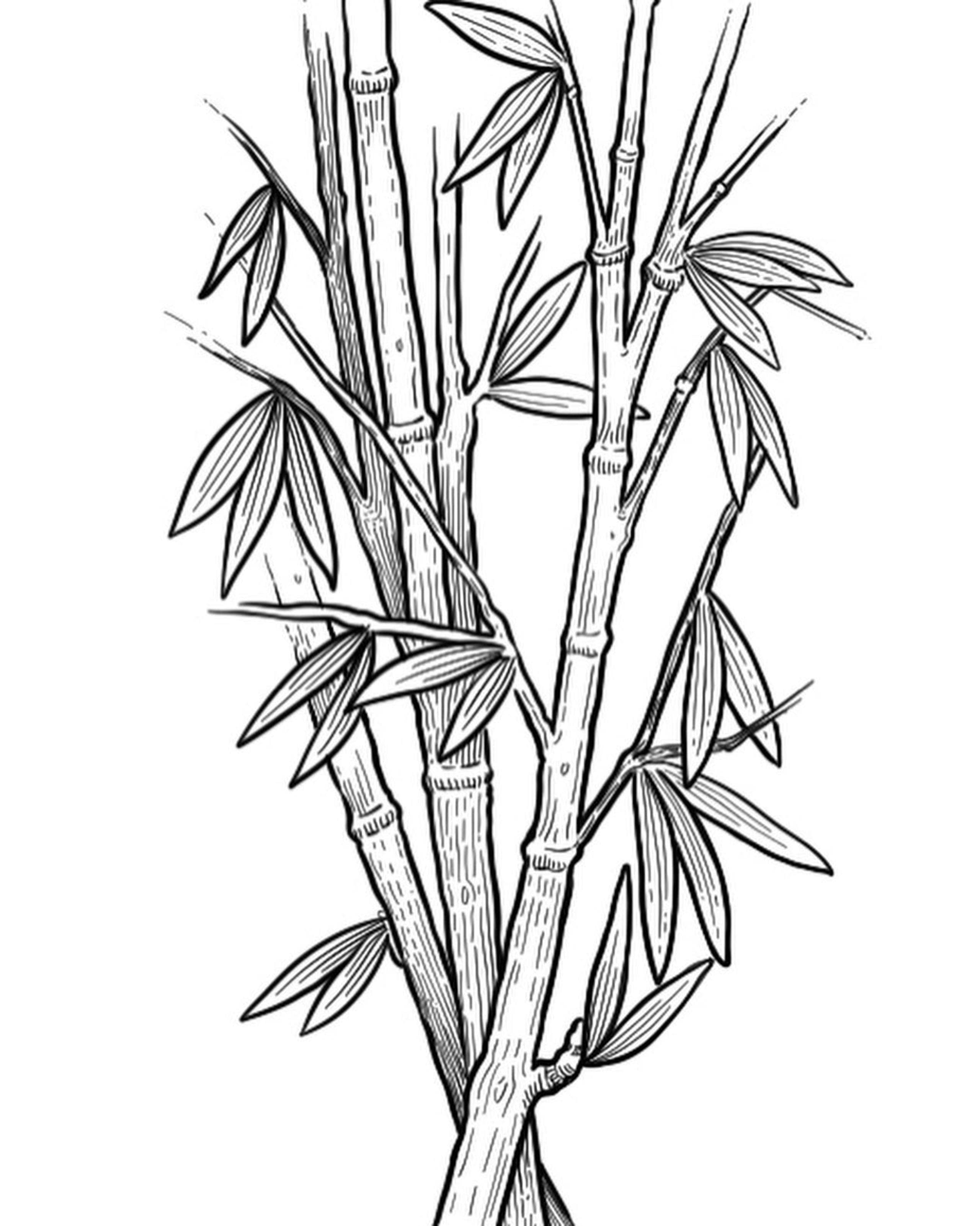 botanical illustration of bamboo stalks and leaves