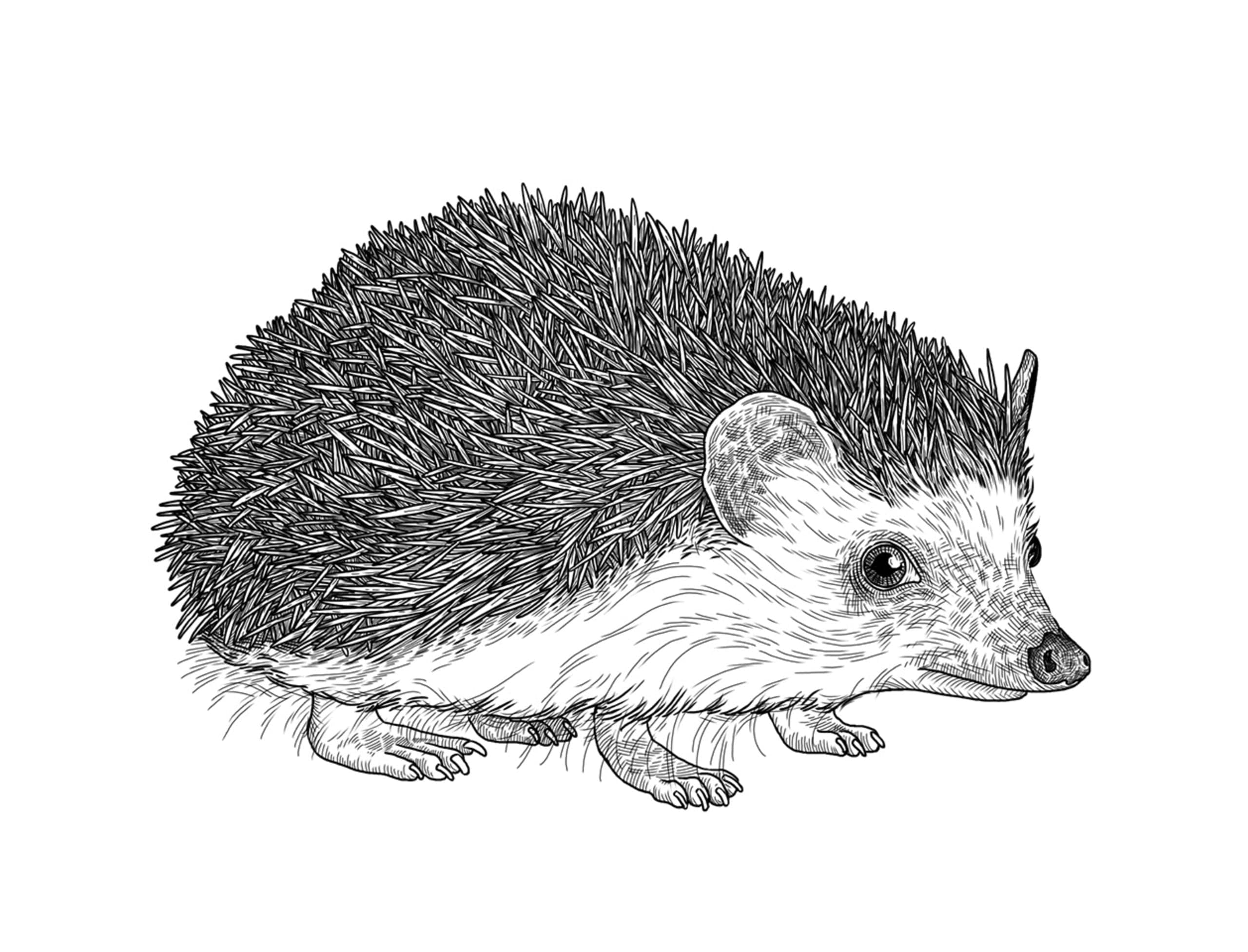 fine line illustration of a hedgehog in profile