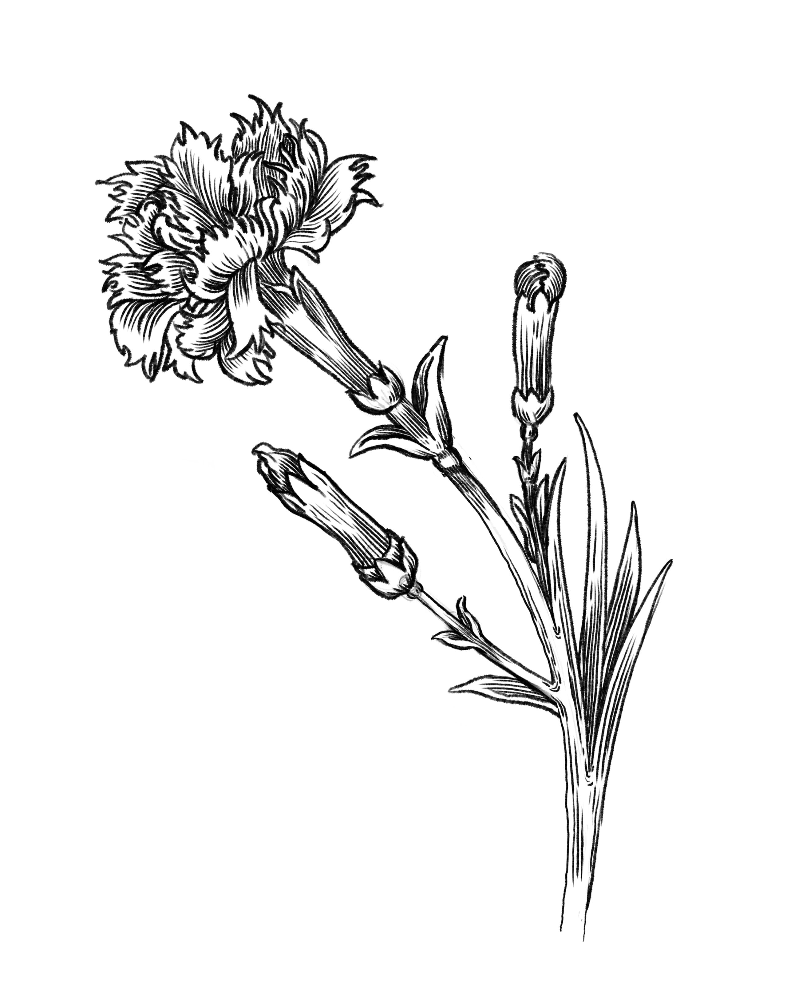 botanical line illustration of a carnation in bloom