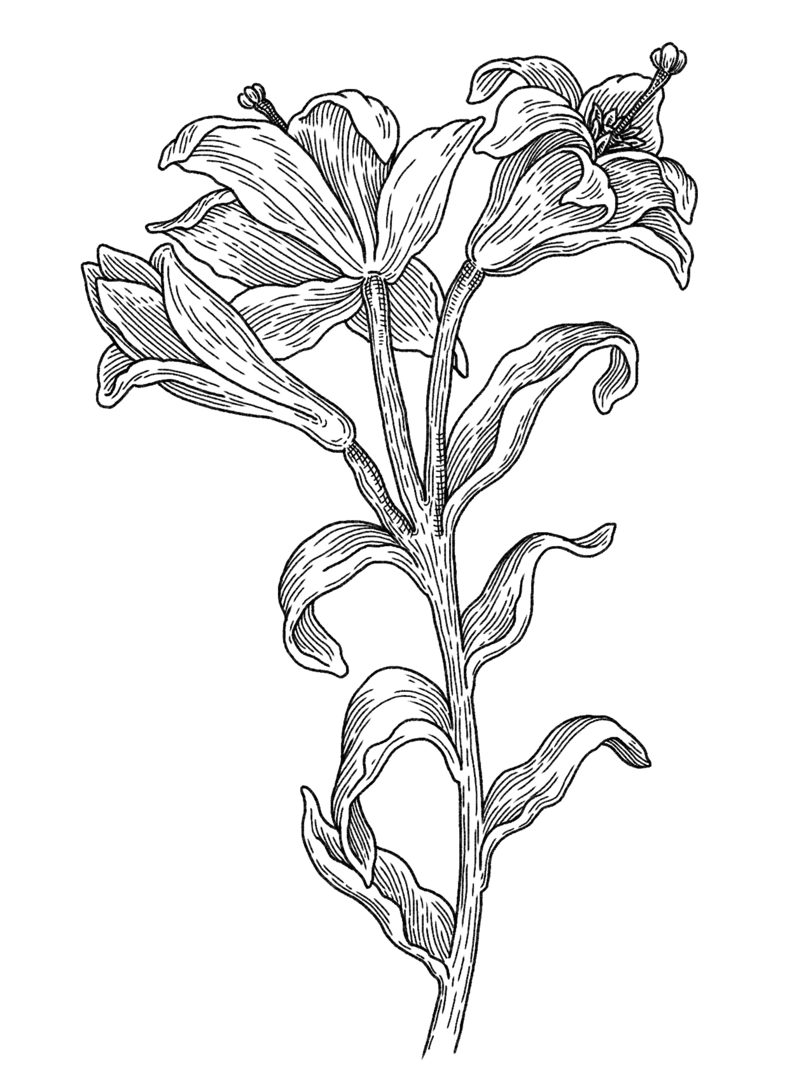 botanical line illustration of a lily on a clean ground
