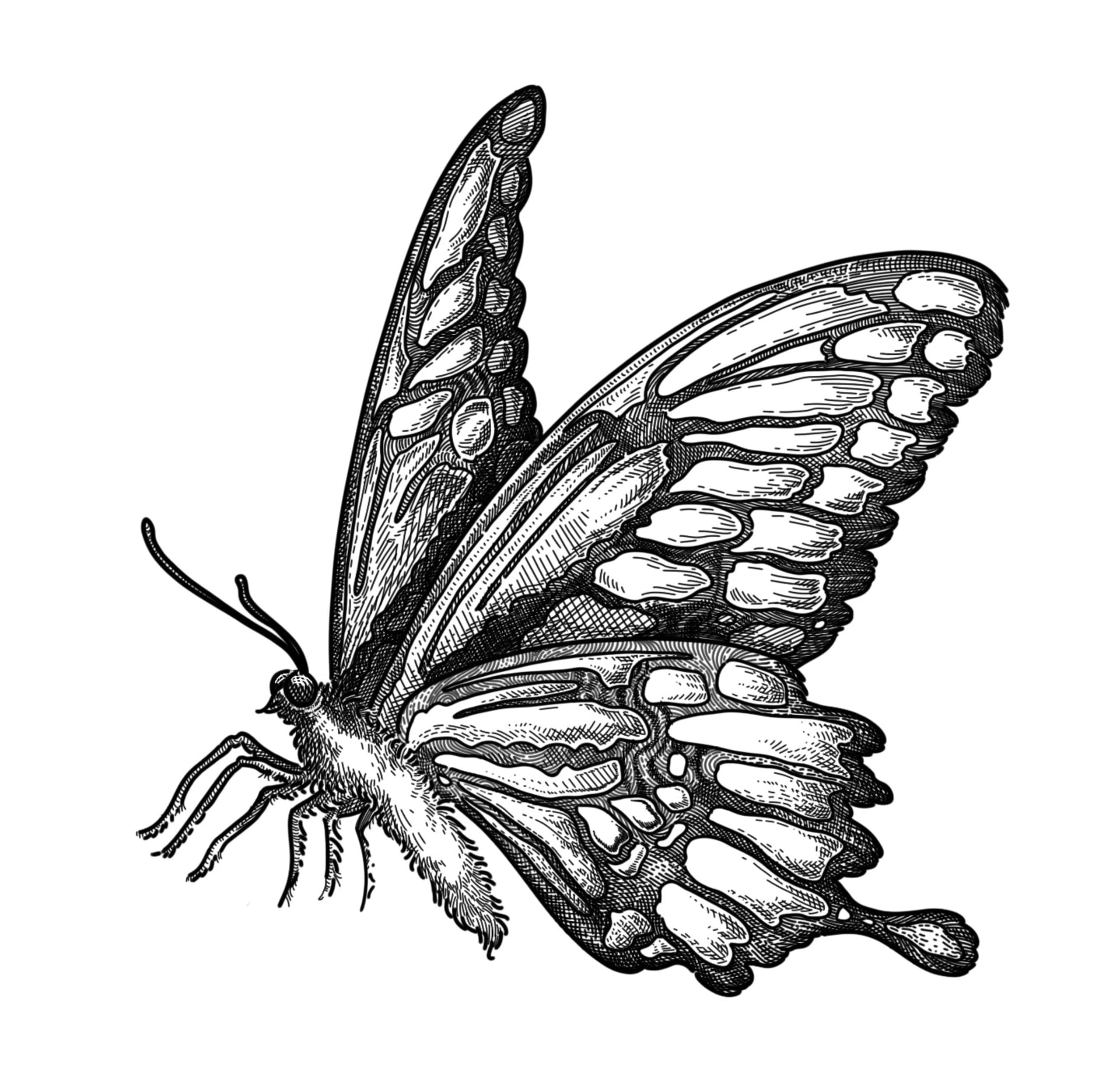 fine line illustration of a butterfly, clean ground