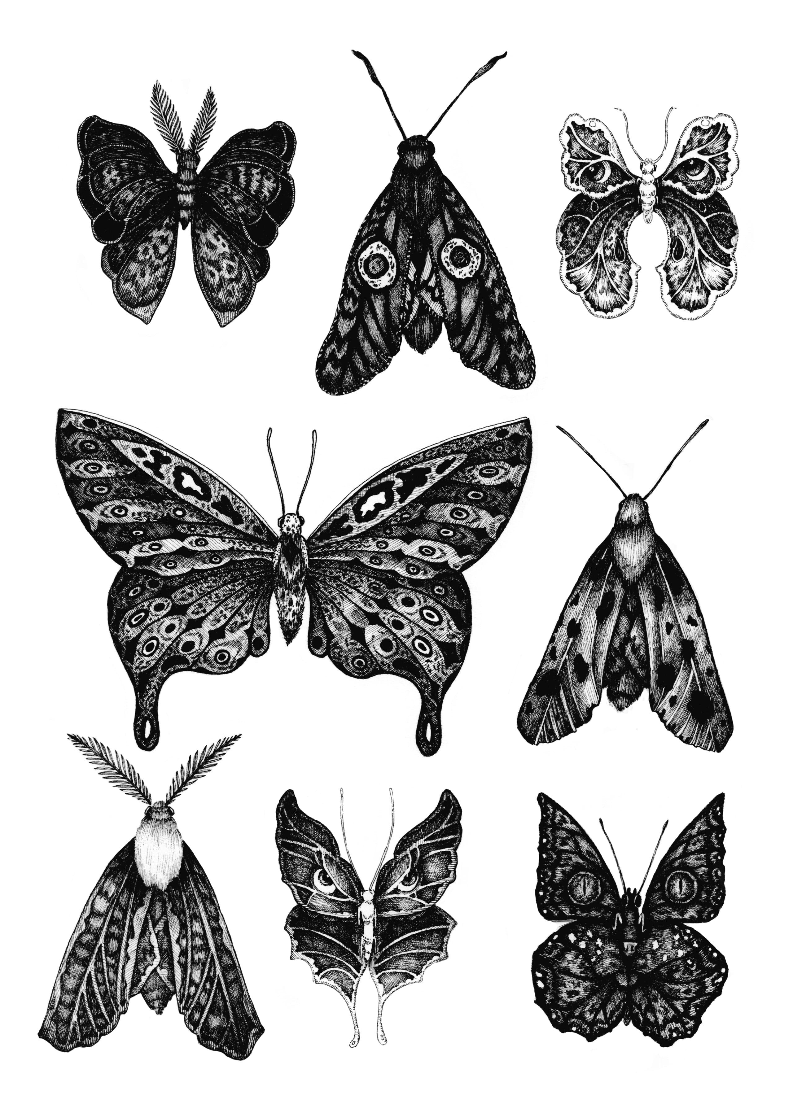 moth and butterfly specimen sheet in monochrome