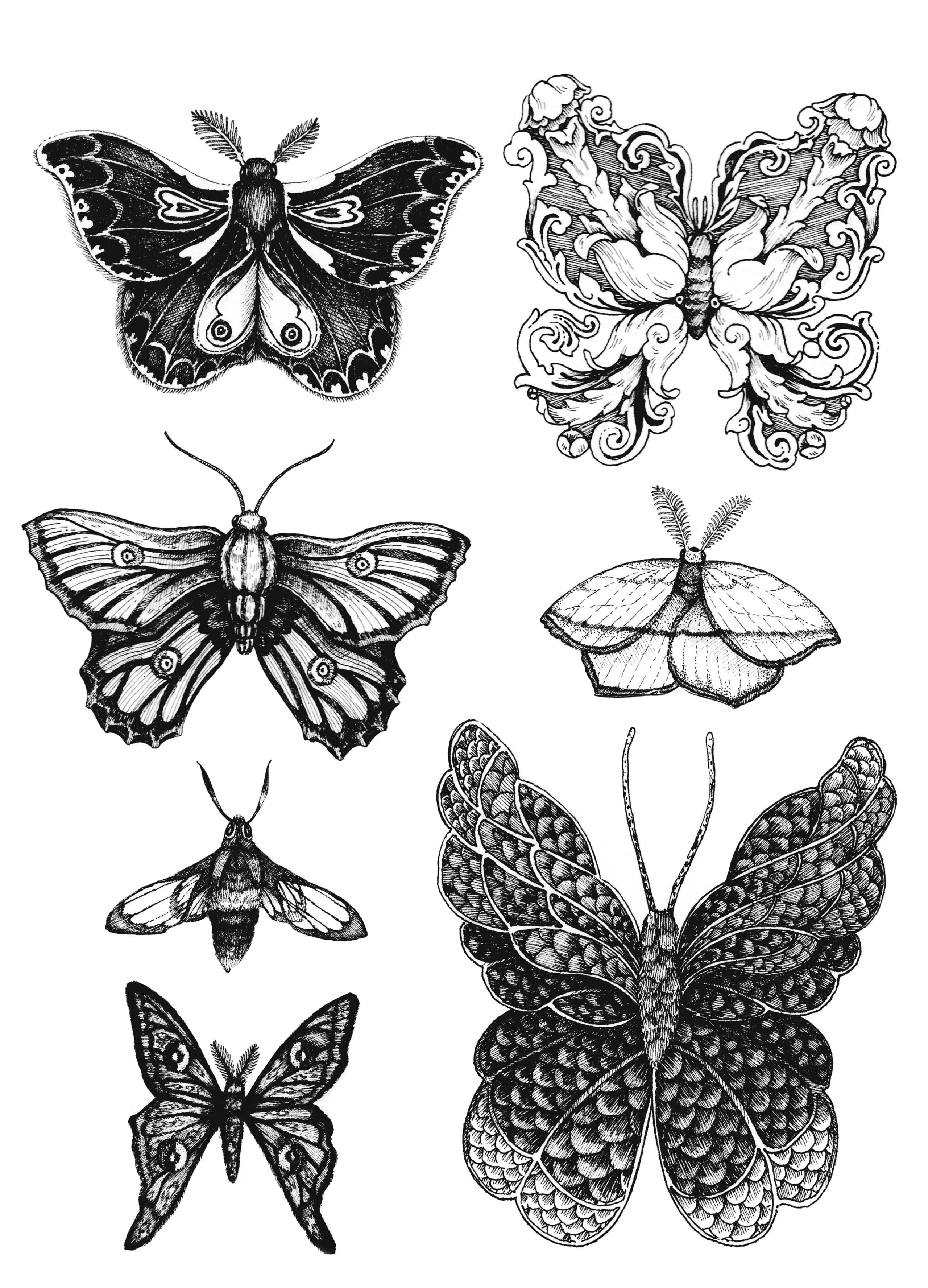 group illustration of butterflies with varied wing patterns
