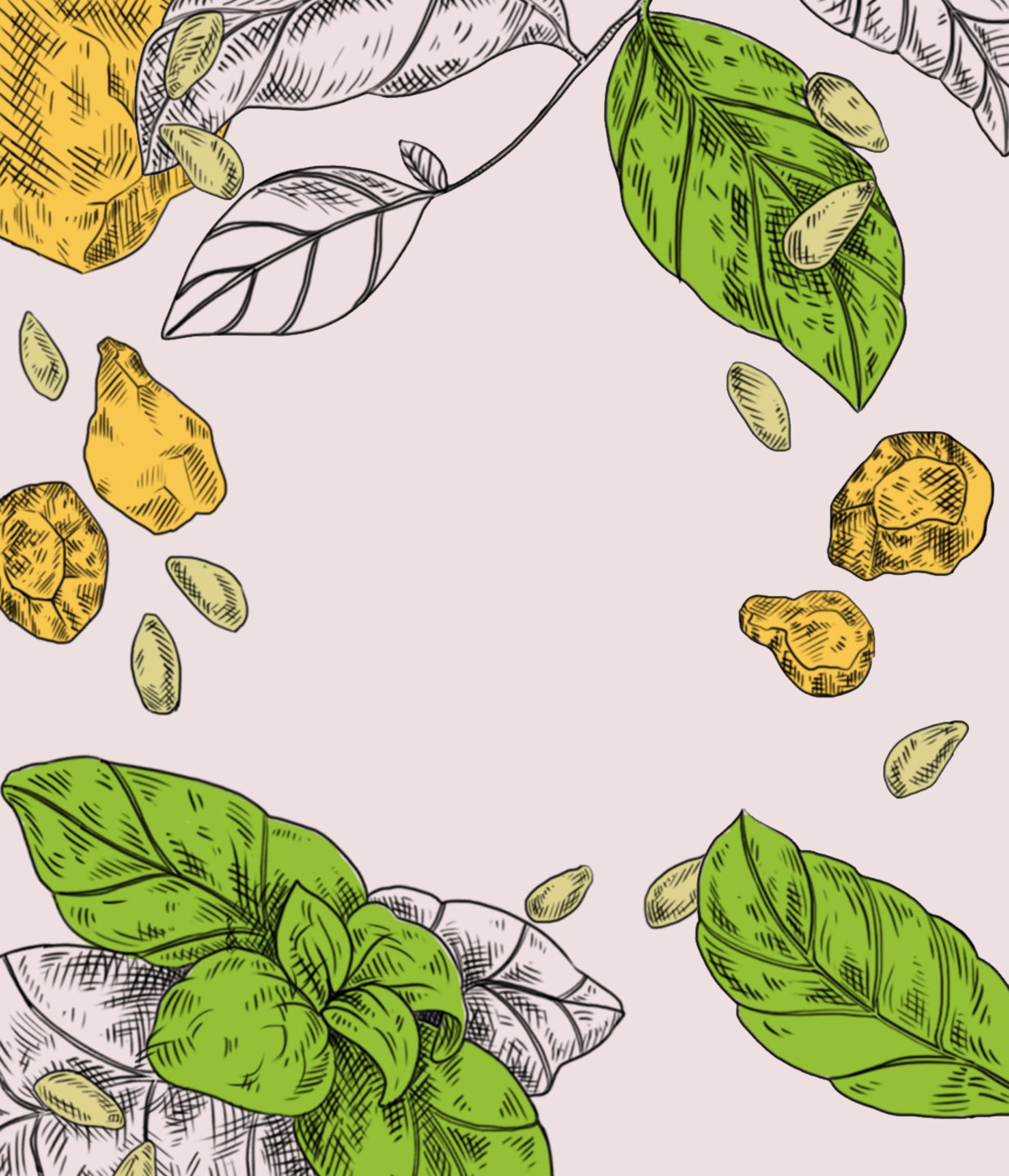 botanical illustration of basil leaves and pine nuts for pesto