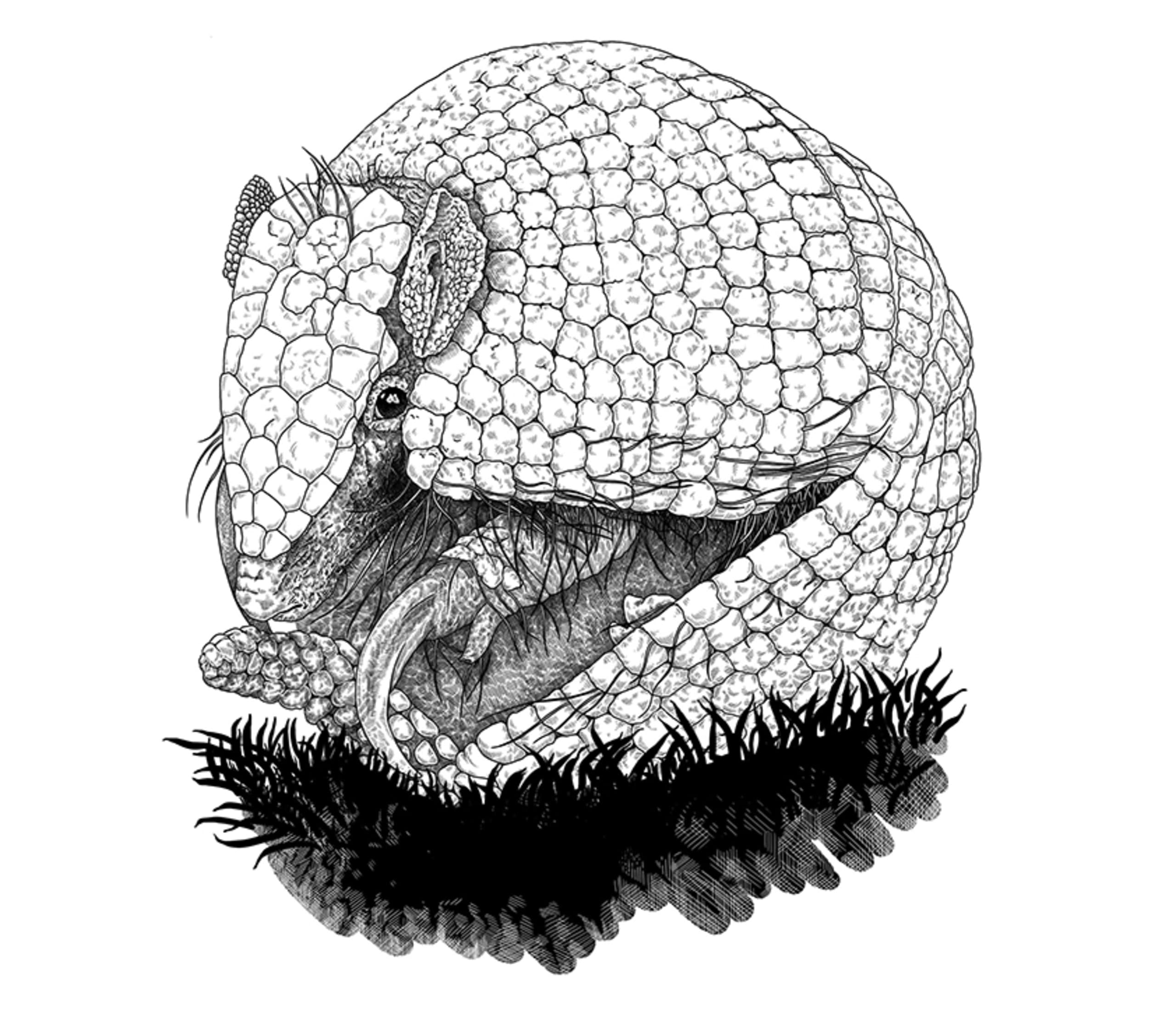 illustration of an armadillo in a natural setting