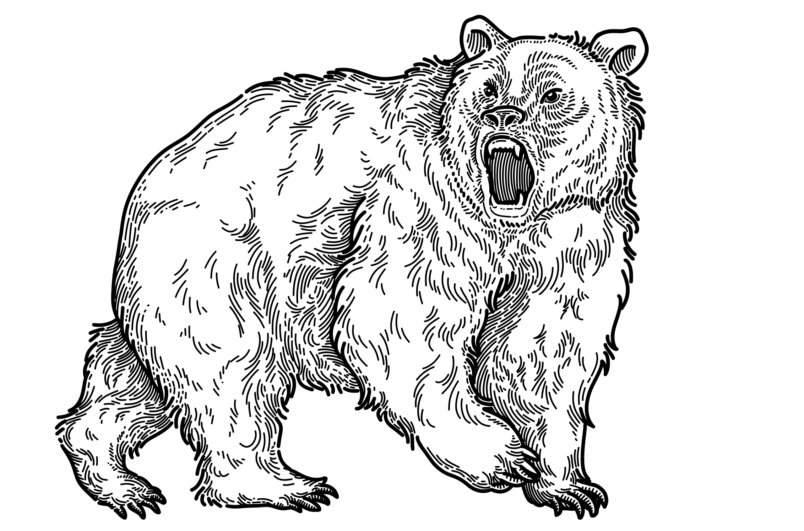 Black ink engraving of a bear, mouth open wide, body in profile on a white background.