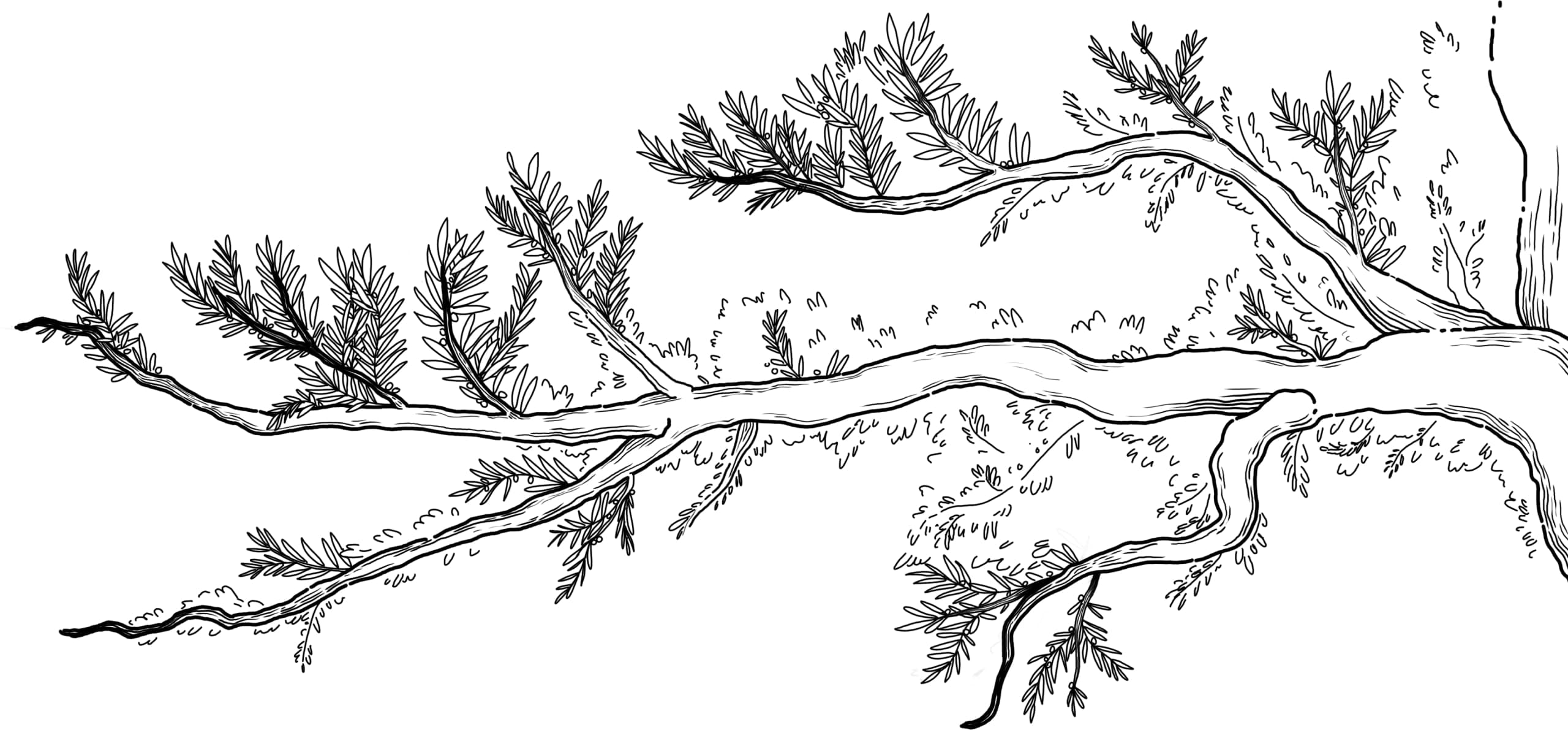 Black ink drawing of a pine branch with two main boughs and needle clusters rendered in fine directional lines on white background.