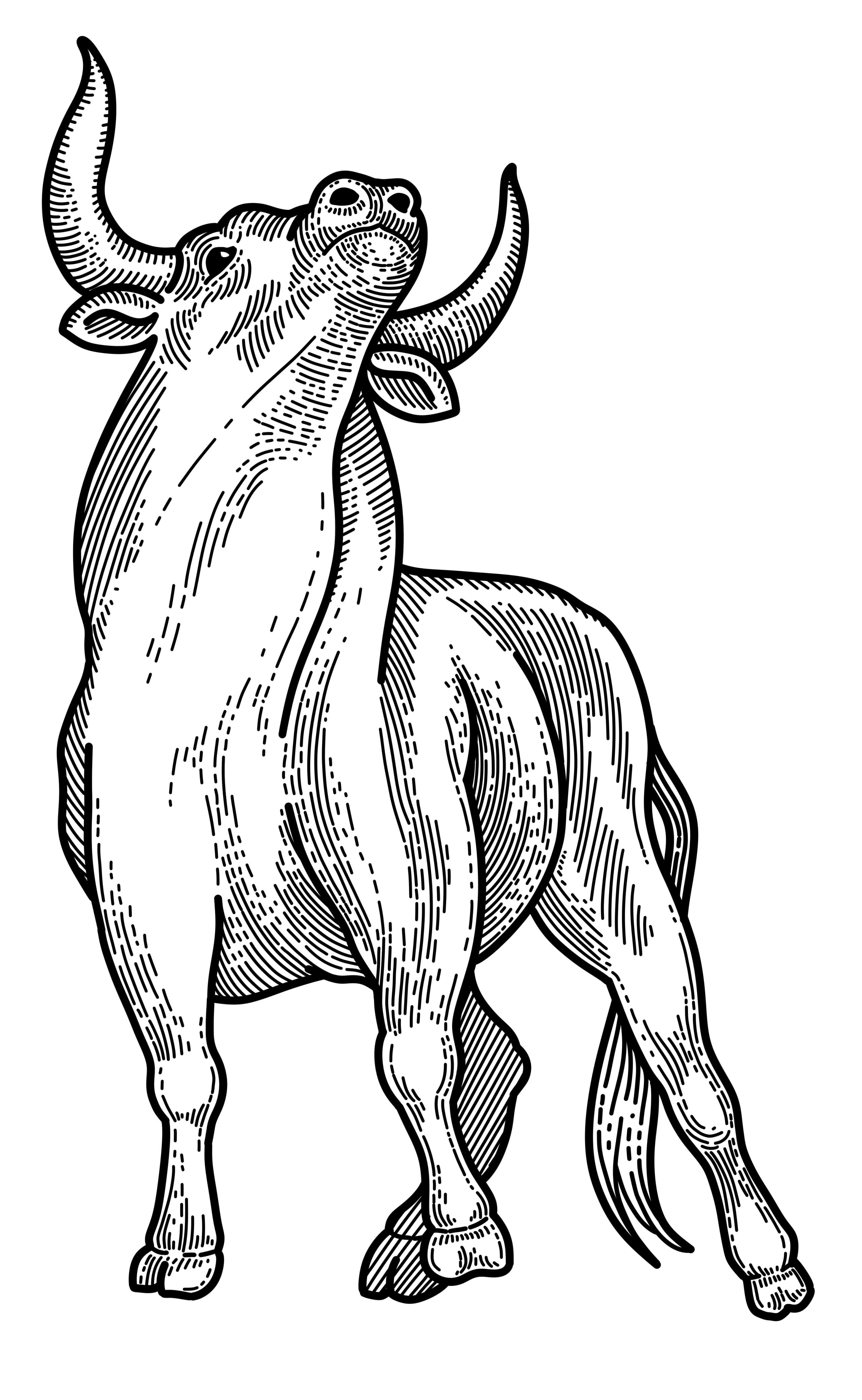 Black ink engraving of a bull, head tilted sharply upward, horns spread wide, isolated on white.