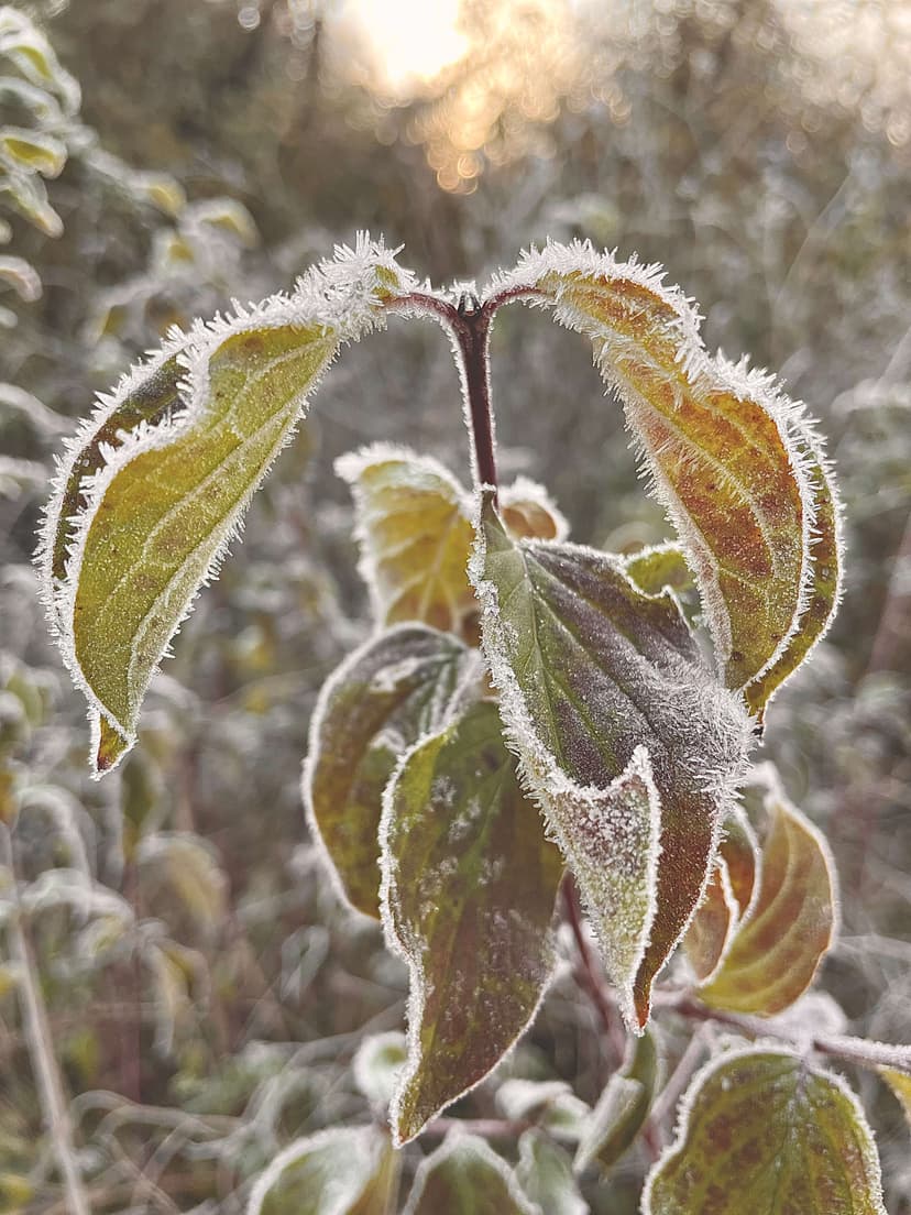 A frost-covered Cornus sanguinea shoot — two leaves rimmed by fine hoarfrost crystals, the kind of winter botanical reference we work from.