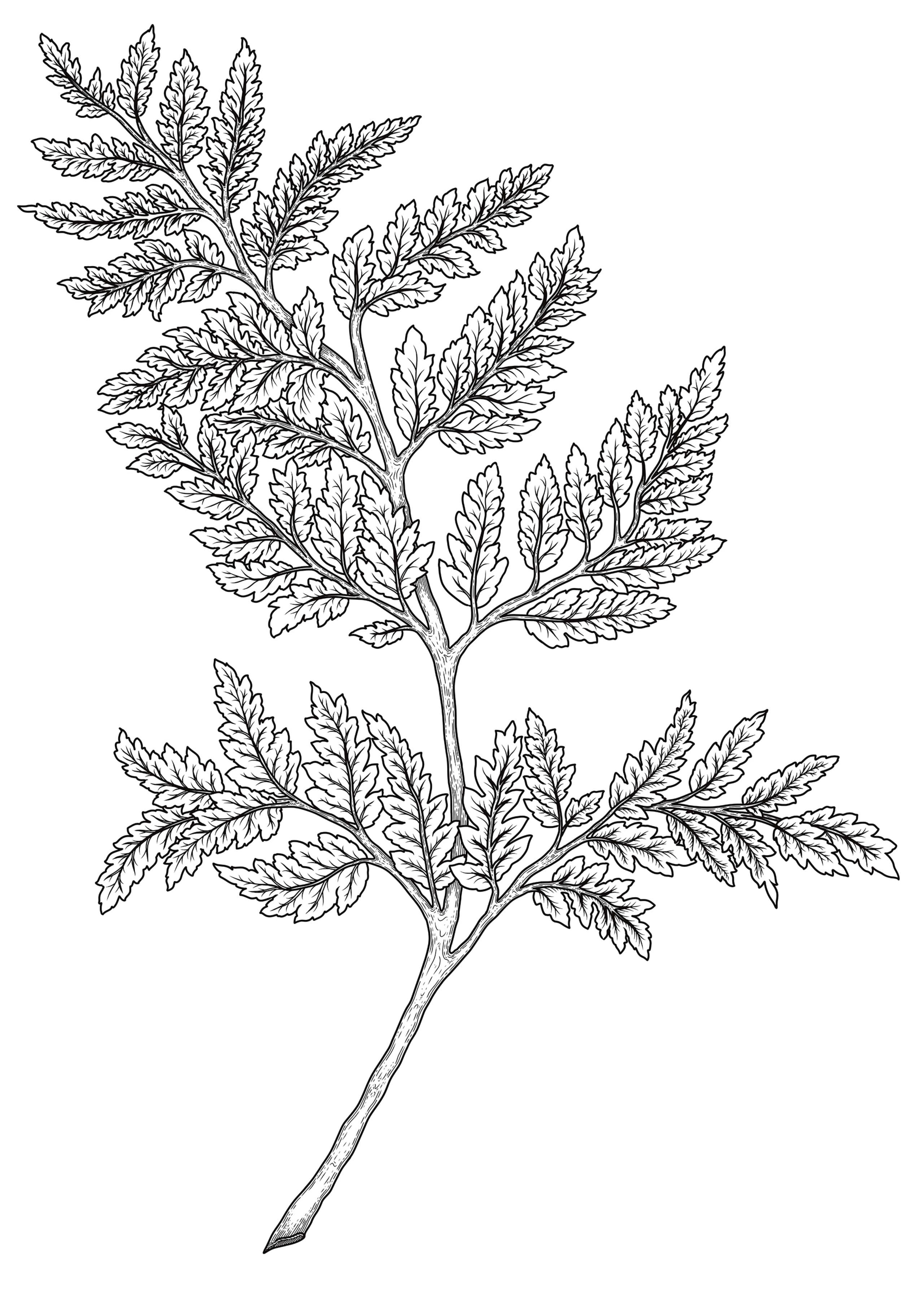 Black ink line drawing of a fern frond with compound leaves on white background, vertical composition.
