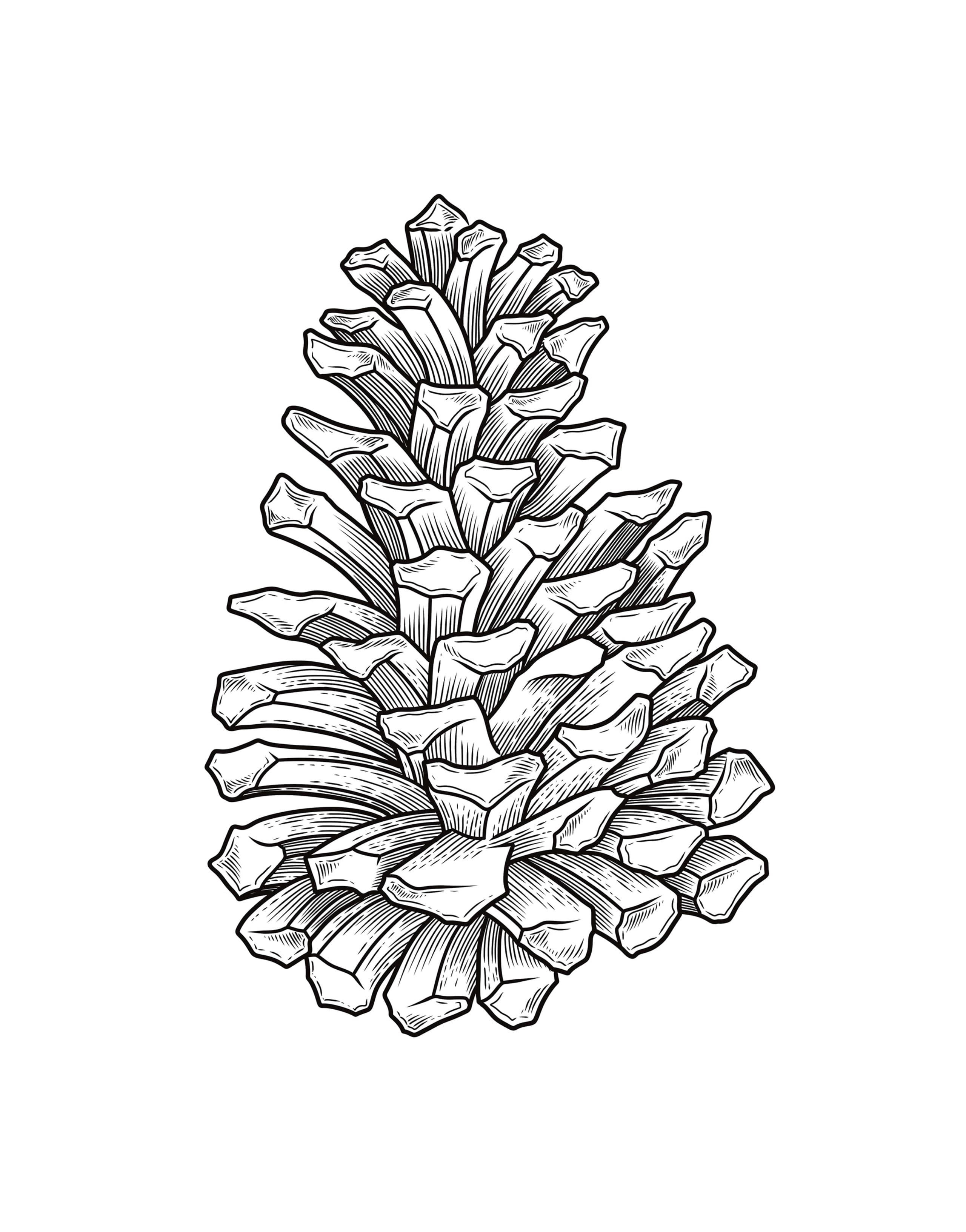 Black ink engraving of a pine cone, isolated on white, viewed from a three-quarter angle.