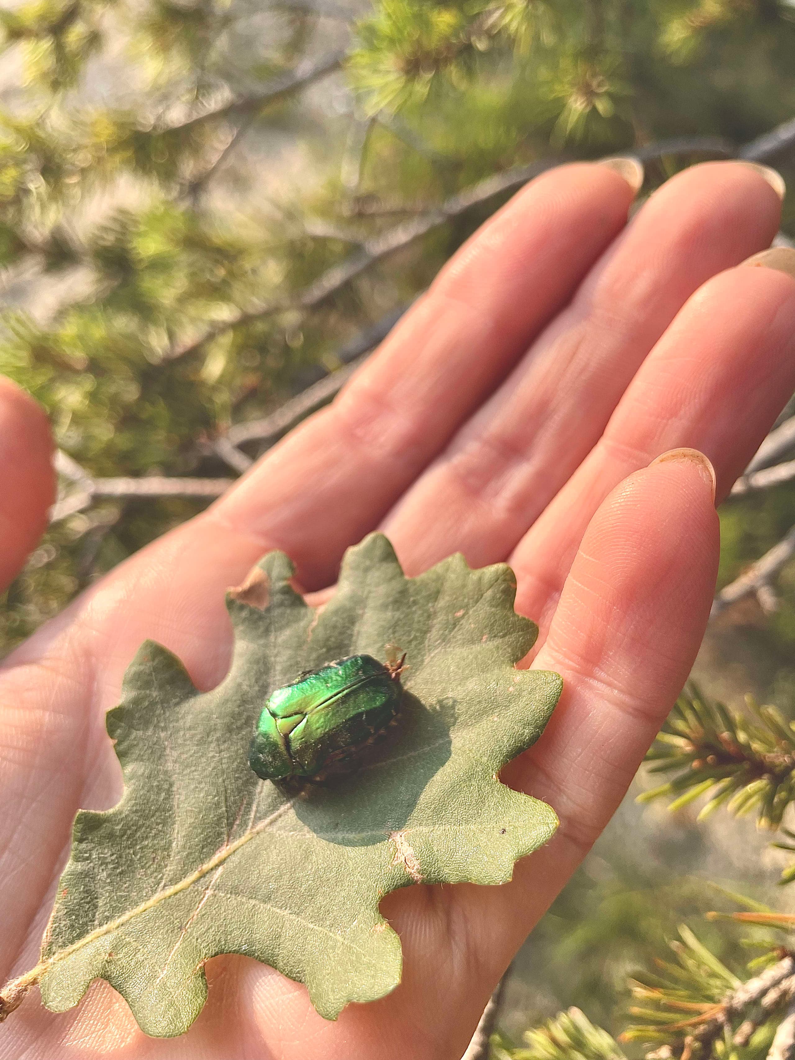 Detailed fine-line illustration of an insect on a leaf in naturalist etching style