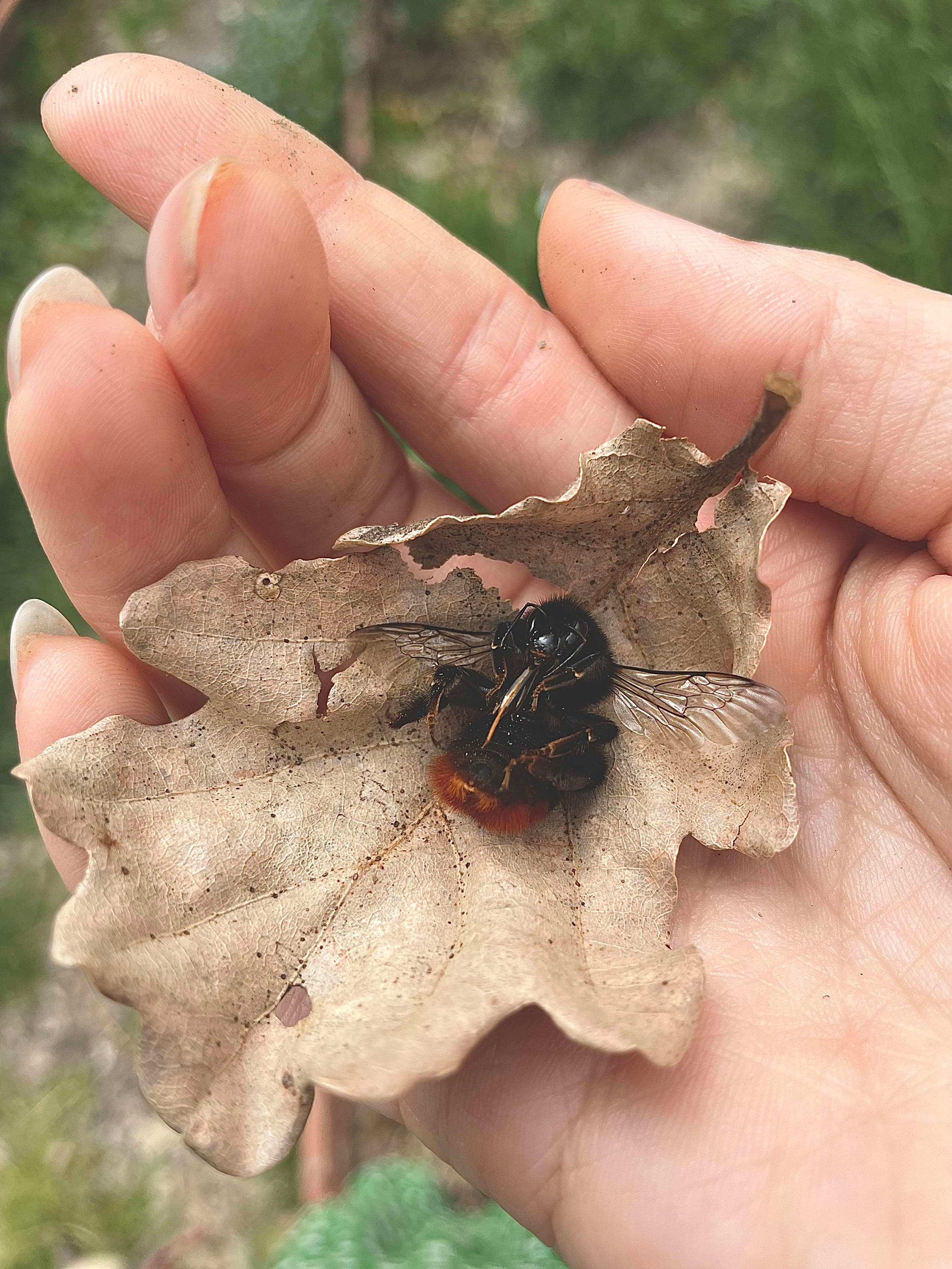 Hand holding a leaf with a detailed bumblebee in etching-style illustration