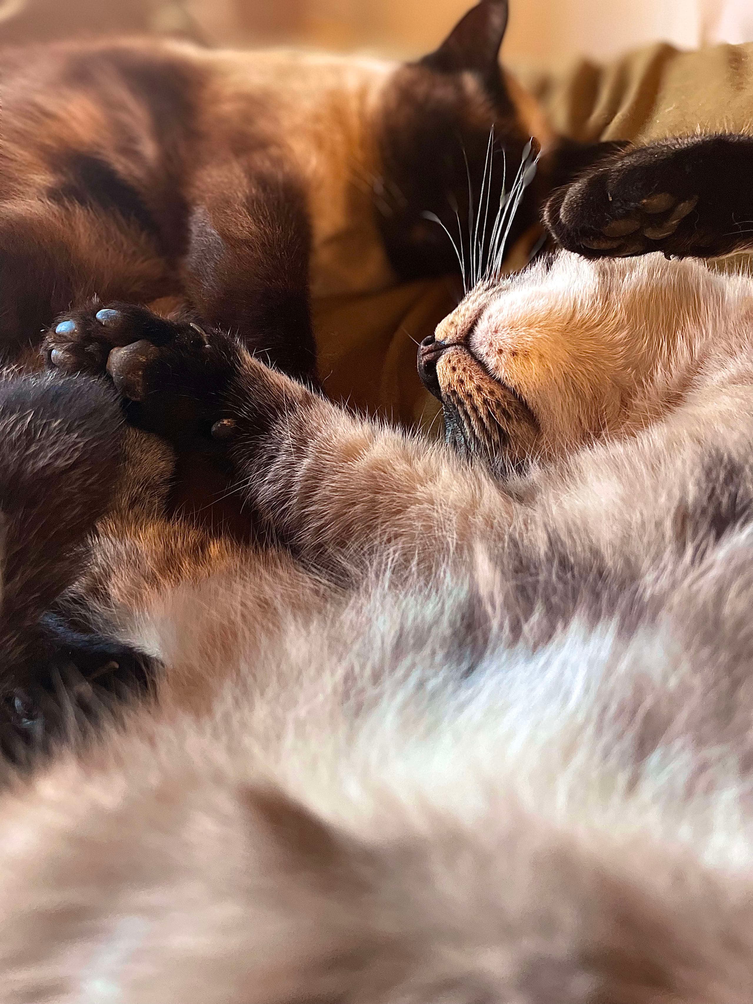 Illustration of two cats nestled together in ornamental fine-line style