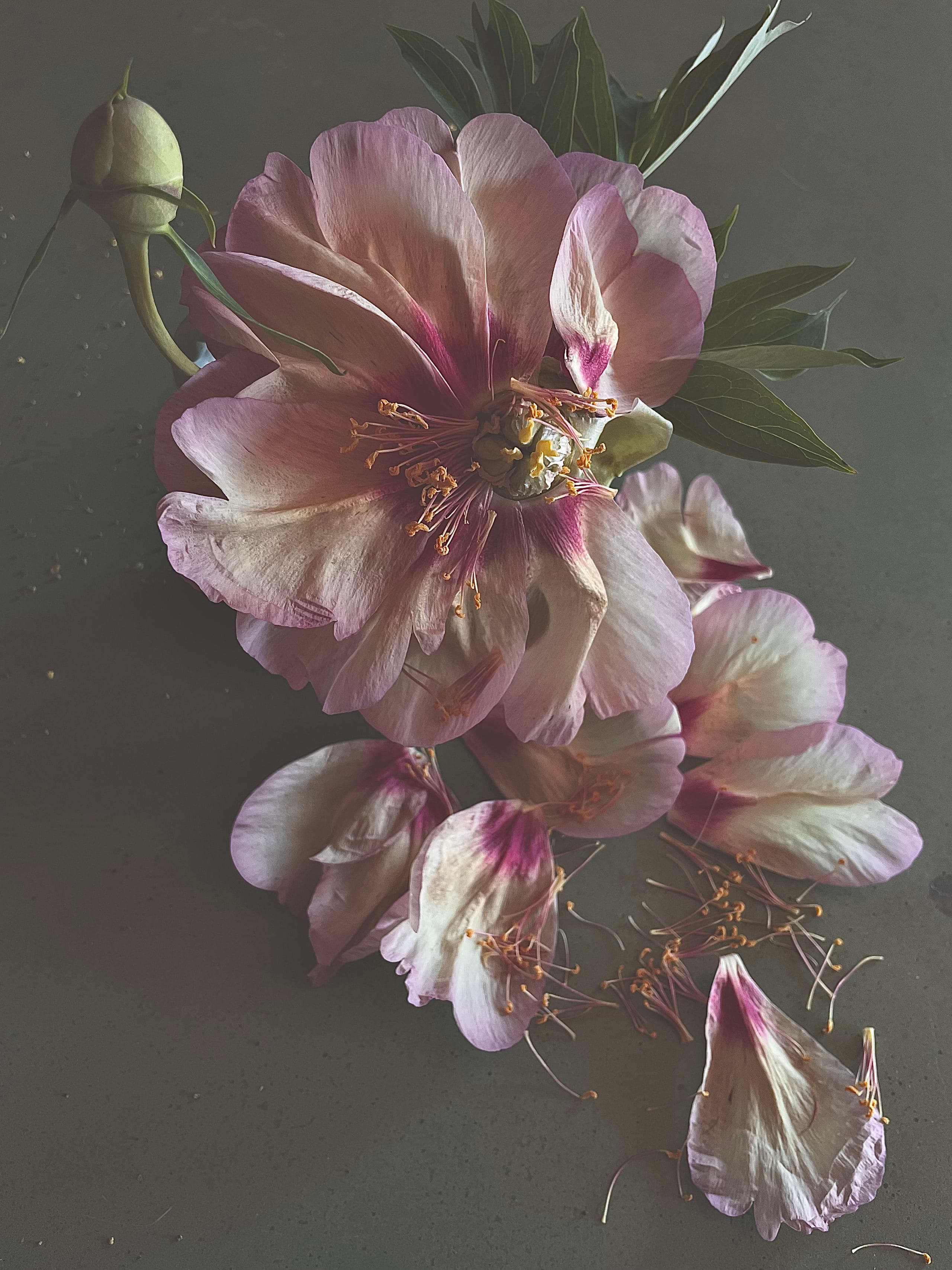 Densely illustrated peonies in ornamental composition, like precious talismans