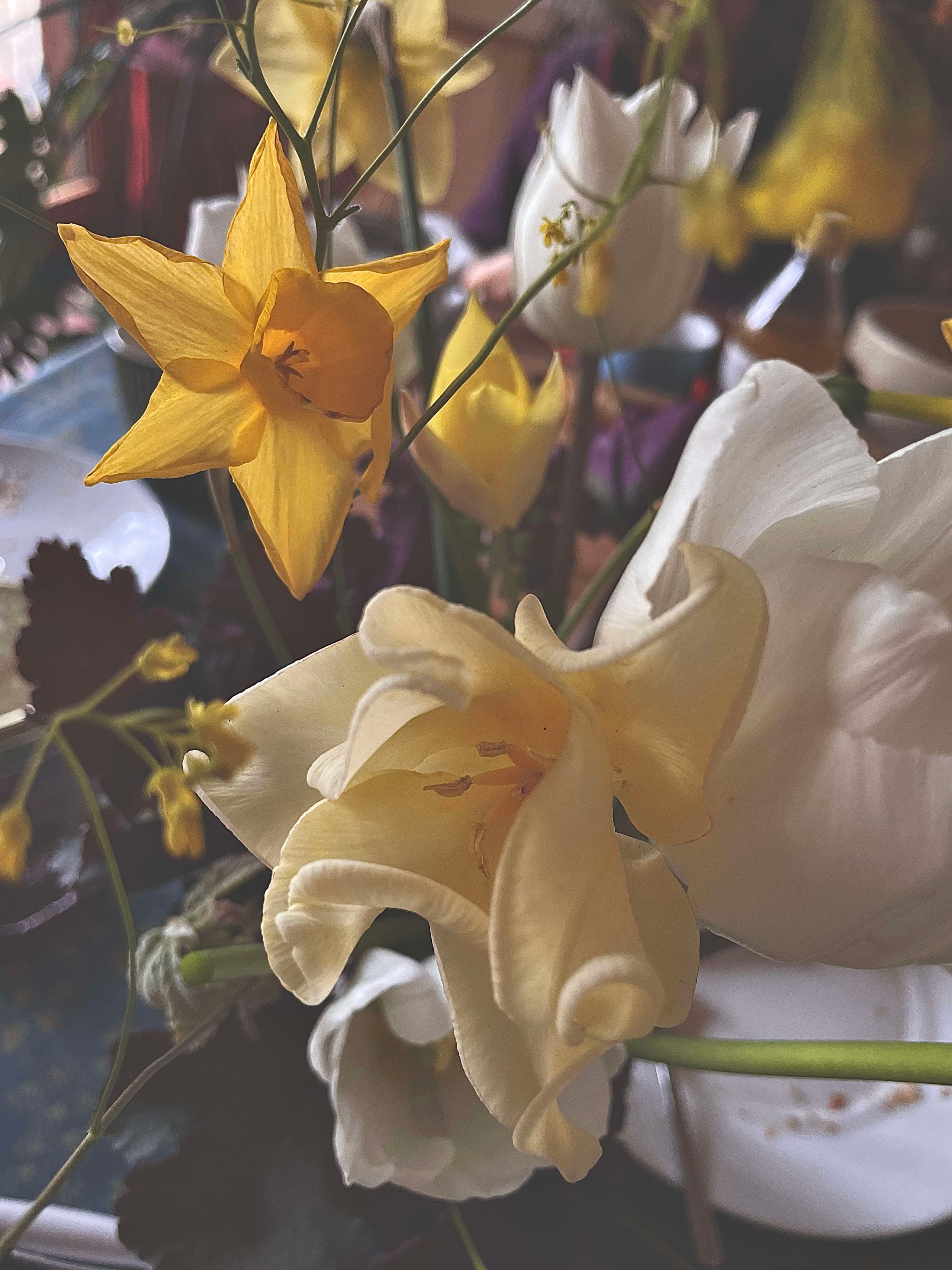 Composition of triumph tulips illustrated in fine etching style