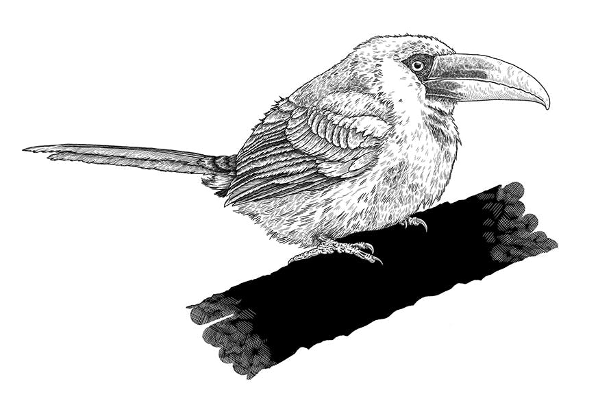 Illustration of an Aracari bird
