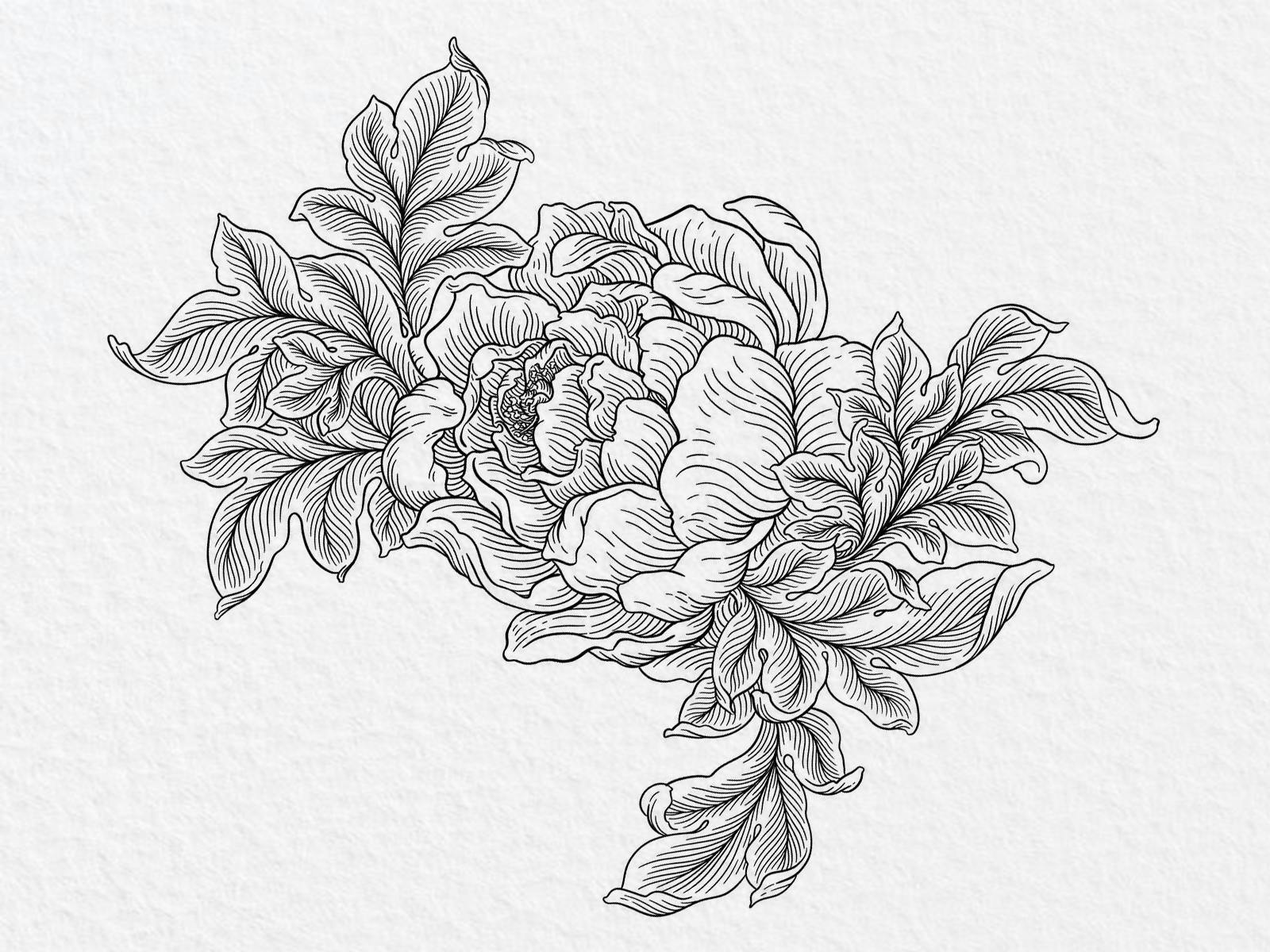 Botanical illustration line work black and white