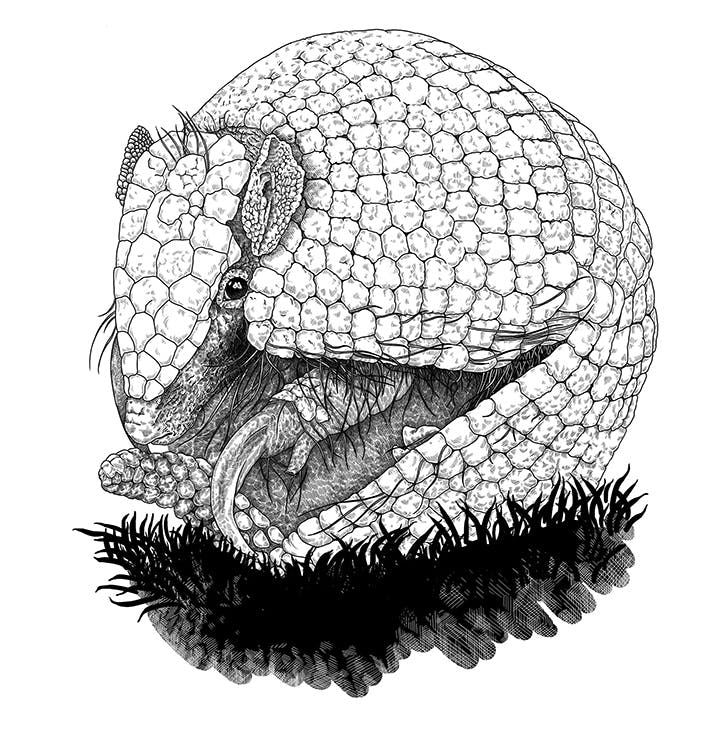 Illustration of a Pangolin.
