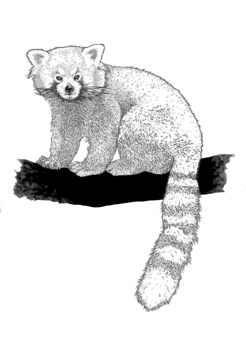 Illustration of a red fox