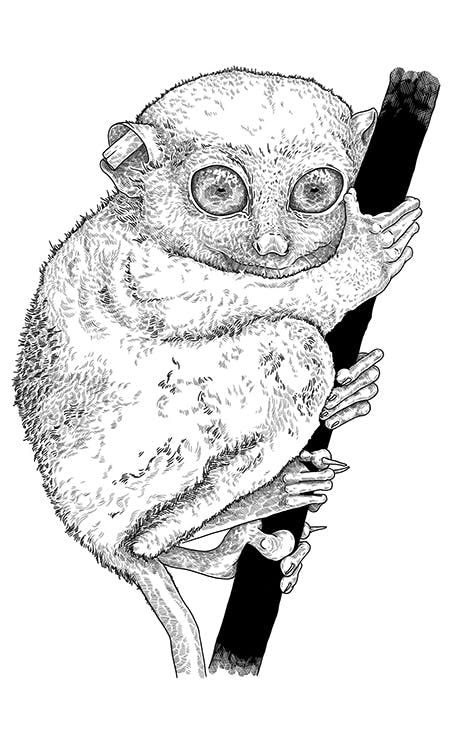 A big eyed Tarsier illustrated in black and white.