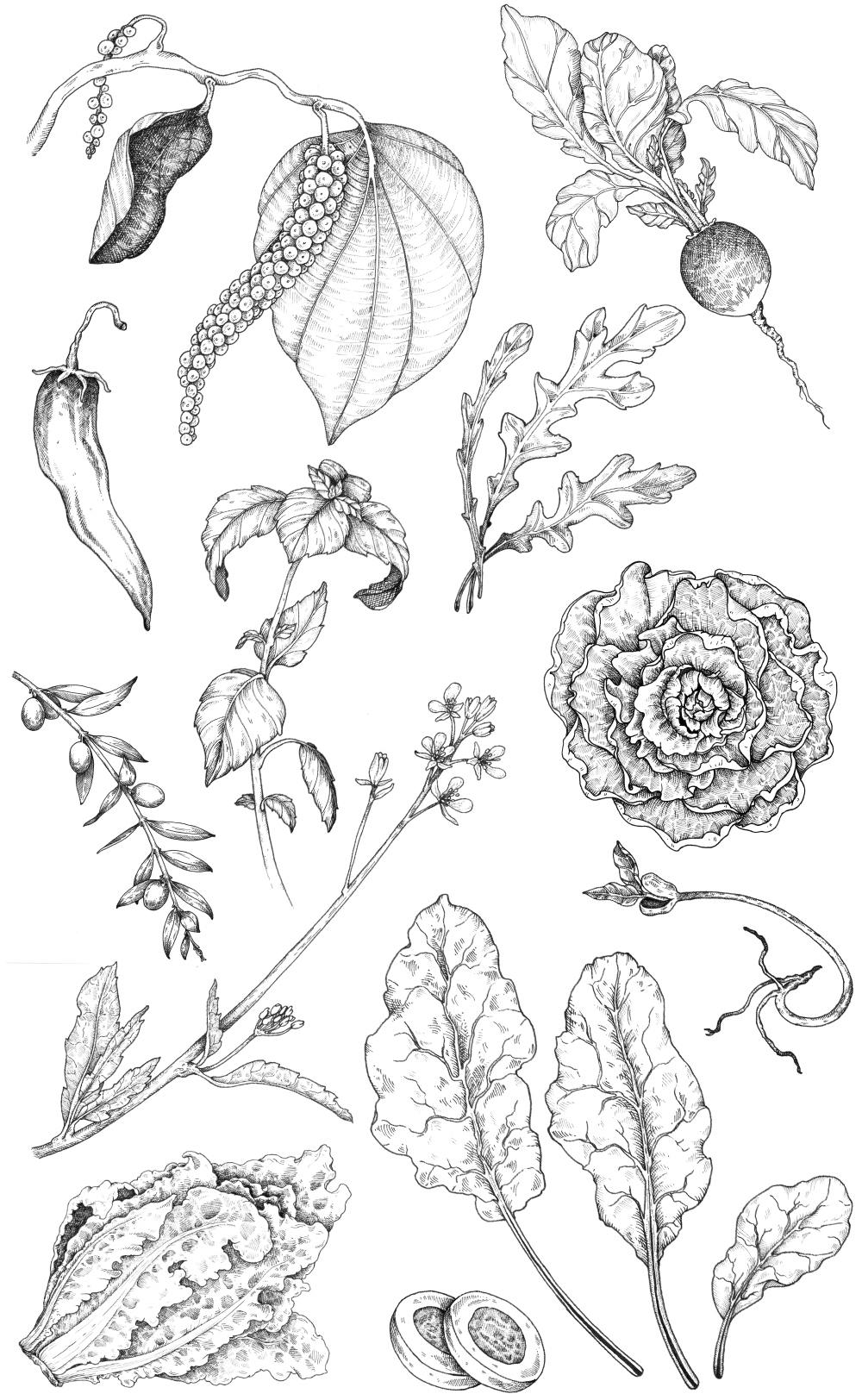 Pepper, radish, basil and other vegetables illustrations for Oscar Mayer Natural campain.