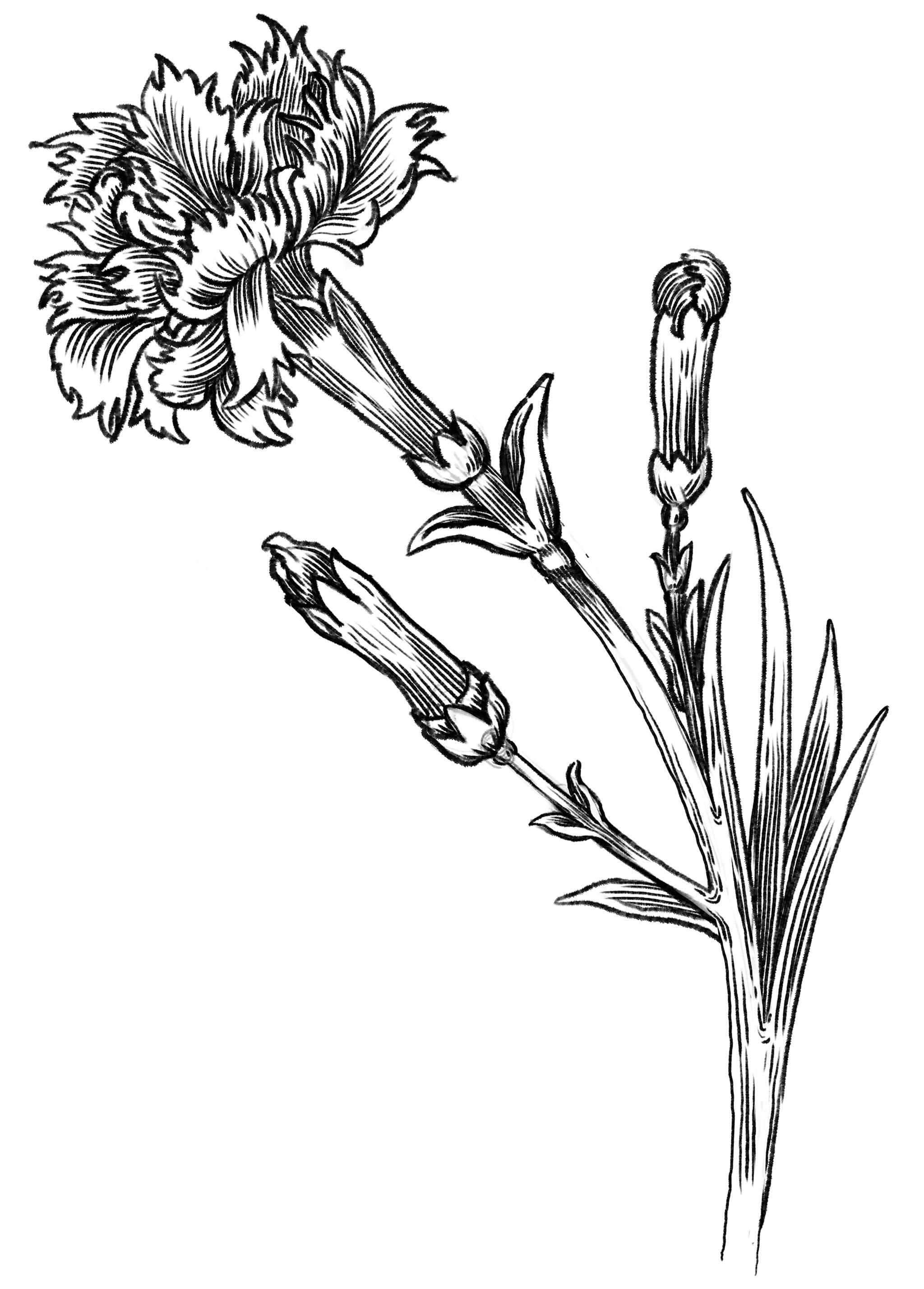 Illustration of a carnation in an XVI century engraving style