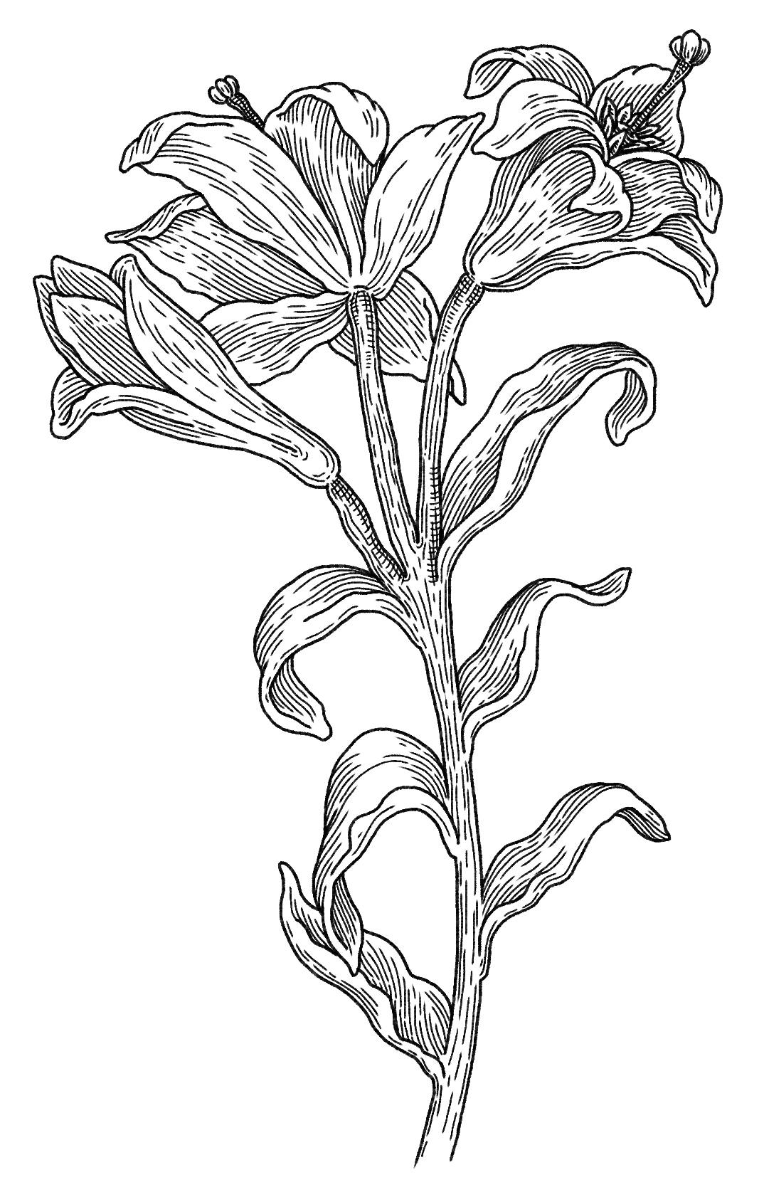 Black and white illustration of a lily for the Wall paper illustrated by Swindler & Swindler for the Spanish Gallery