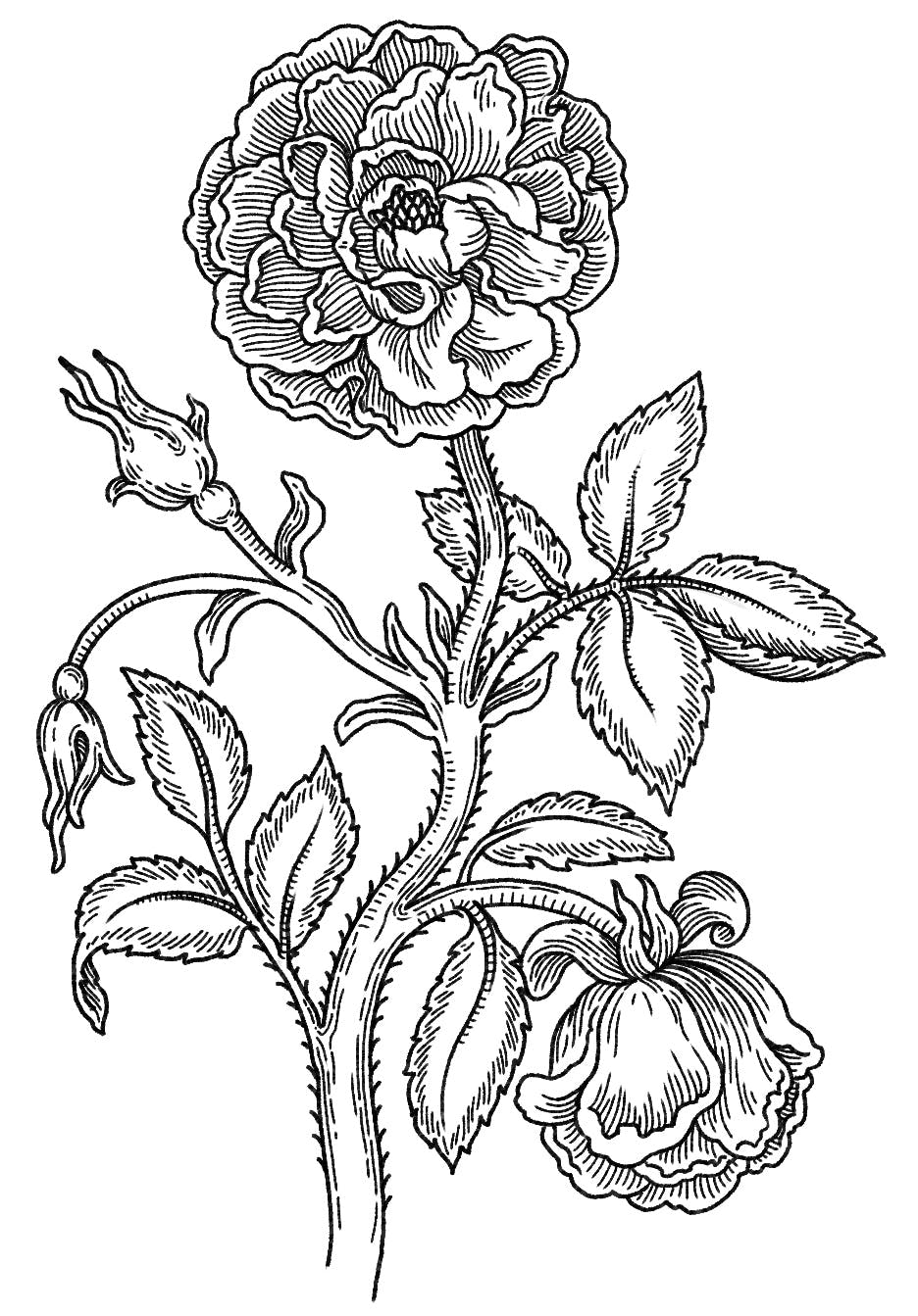 Illustration of a rose in an XVI century engraving style