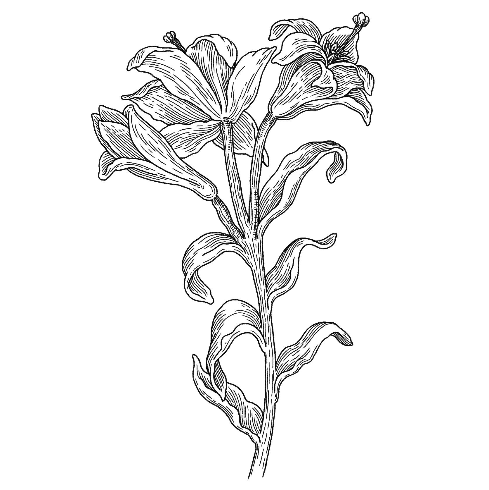 a drawing of a flower on a white background