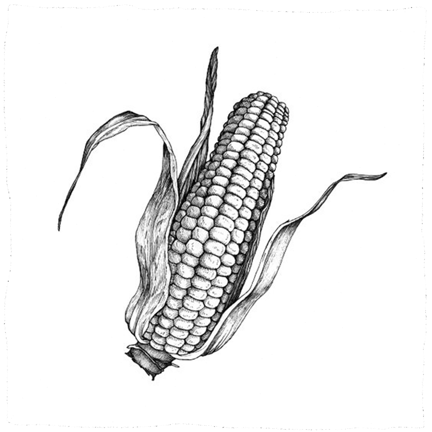 Corn illustration for a personnal calendar.